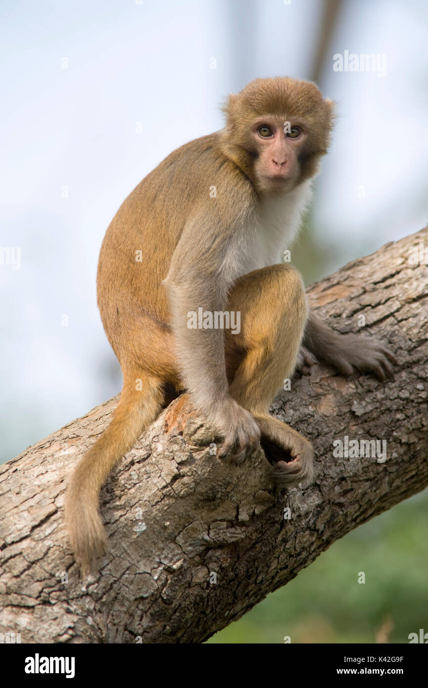 Macaco Rhesus, macaca mulatta, giovane seduto nella struttura ad albero fissando il look di avvertimento, parco di cittadino di Corbett, Uttarakhand, India settentrionale Foto Stock