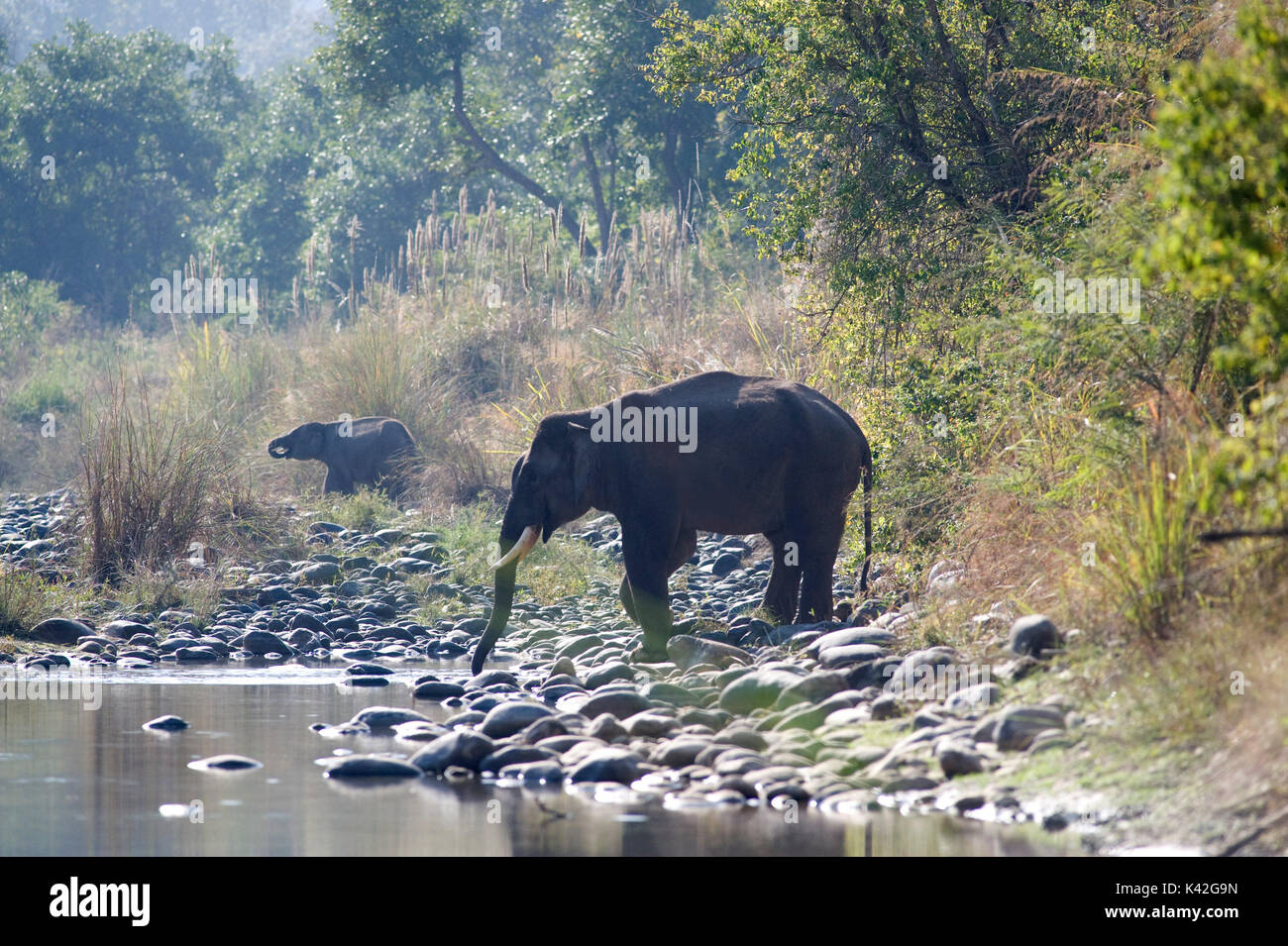 Maschio di elefante asiatico, Elephas maximus, Varcando il fiume, silhouette, parco di cittadino di Corbett, Uttarakhand, India settentrionale, Foto Stock