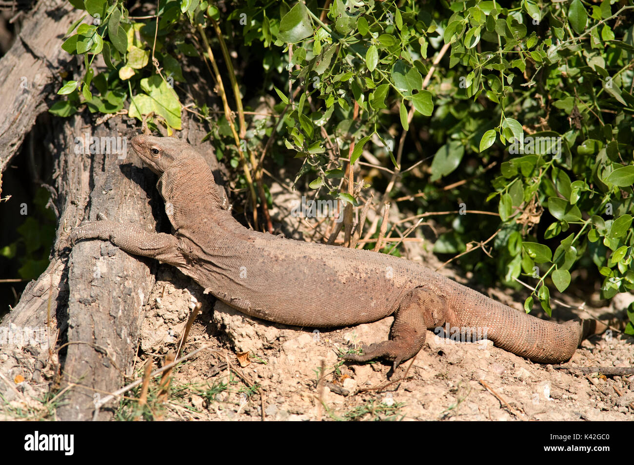 Comuni indiana monitor o Monitor Bengala Lizard, Varanus bengalensis, Keoladeo Ghana Parco Nazionale di Rajasthan, India, precedentemente noto come Bharatpur Bi Foto Stock