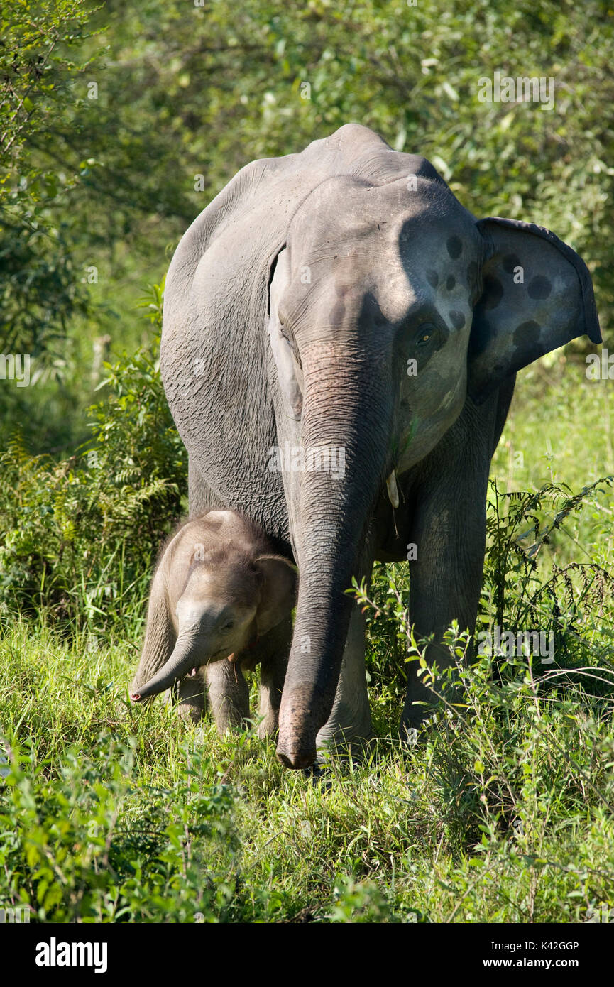 Femmina di elefante asiatico, Elephas maximus, con i giovani vitelli, il Parco Nazionale di Kaziranga, Assam, India, Patrimonio Mondiale & categoria IUCN II Sito, baby Foto Stock