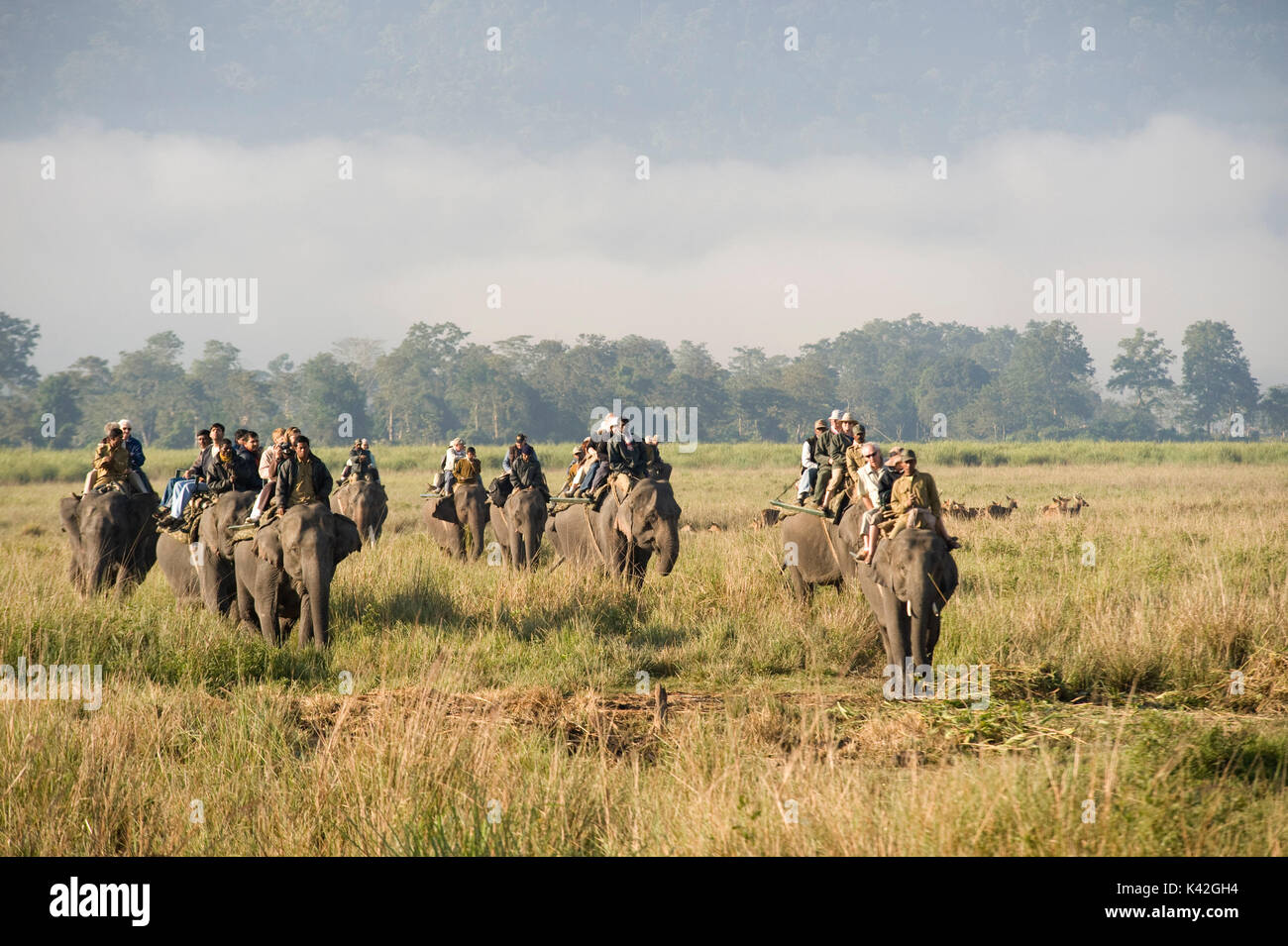 Mahout e Asiatico elefanti che trasportano i turisti, Elephas maximus, il Parco Nazionale di Kaziranga, Assam, India, Patrimonio Mondiale & categoria IUCN II Sito, turismo, Foto Stock