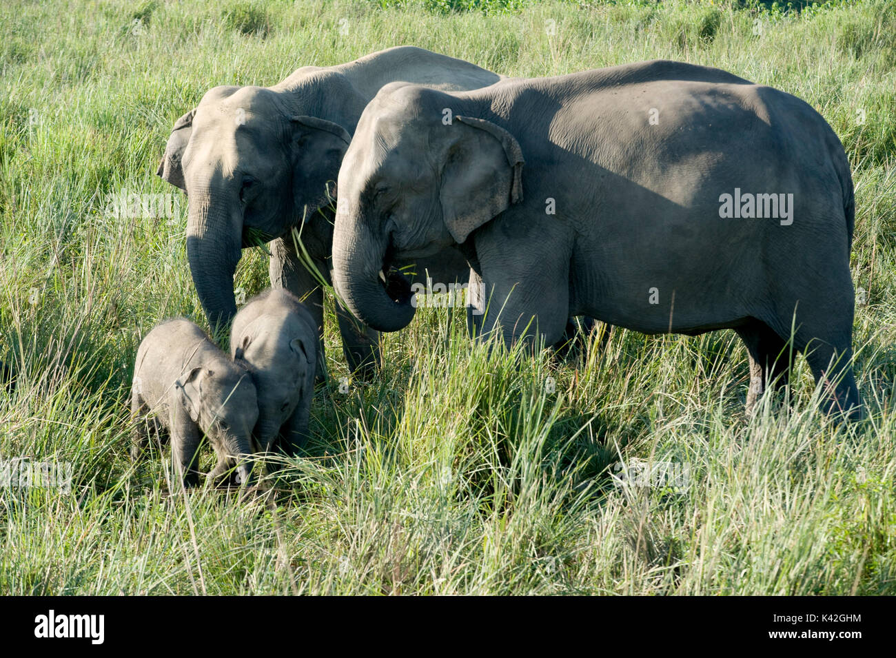 Elefante asiatico famiglia, Elephas maximus, con due giovani di vitello, il Parco Nazionale di Kaziranga, Assam, India, Patrimonio Mondiale & categoria IUCN II Sito, baby, babi Foto Stock