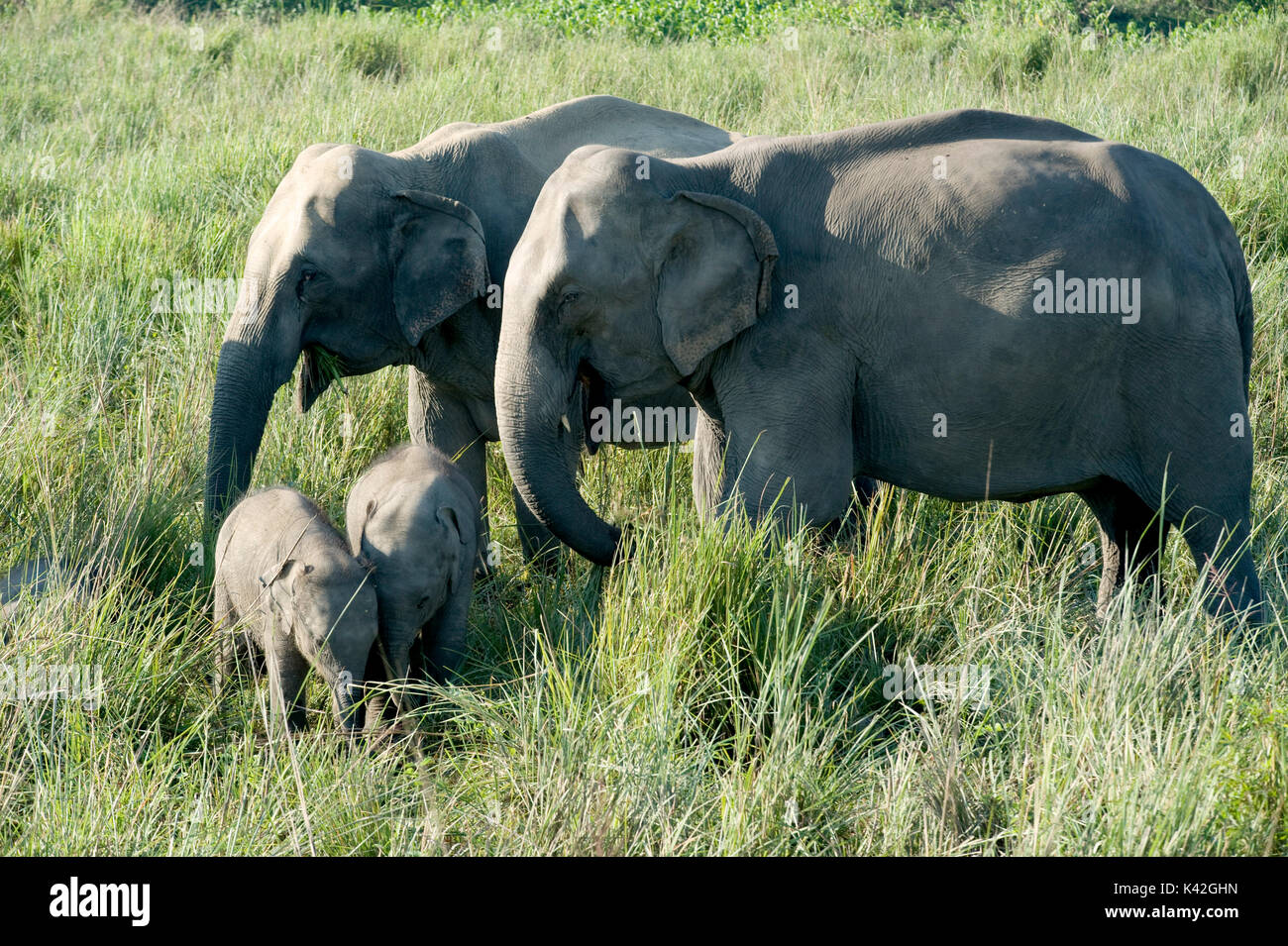 Elefante asiatico famiglia, Elephas maximus, con due giovani di vitello, il Parco Nazionale di Kaziranga, Assam, India, Patrimonio Mondiale & categoria IUCN II Sito, baby, babi Foto Stock