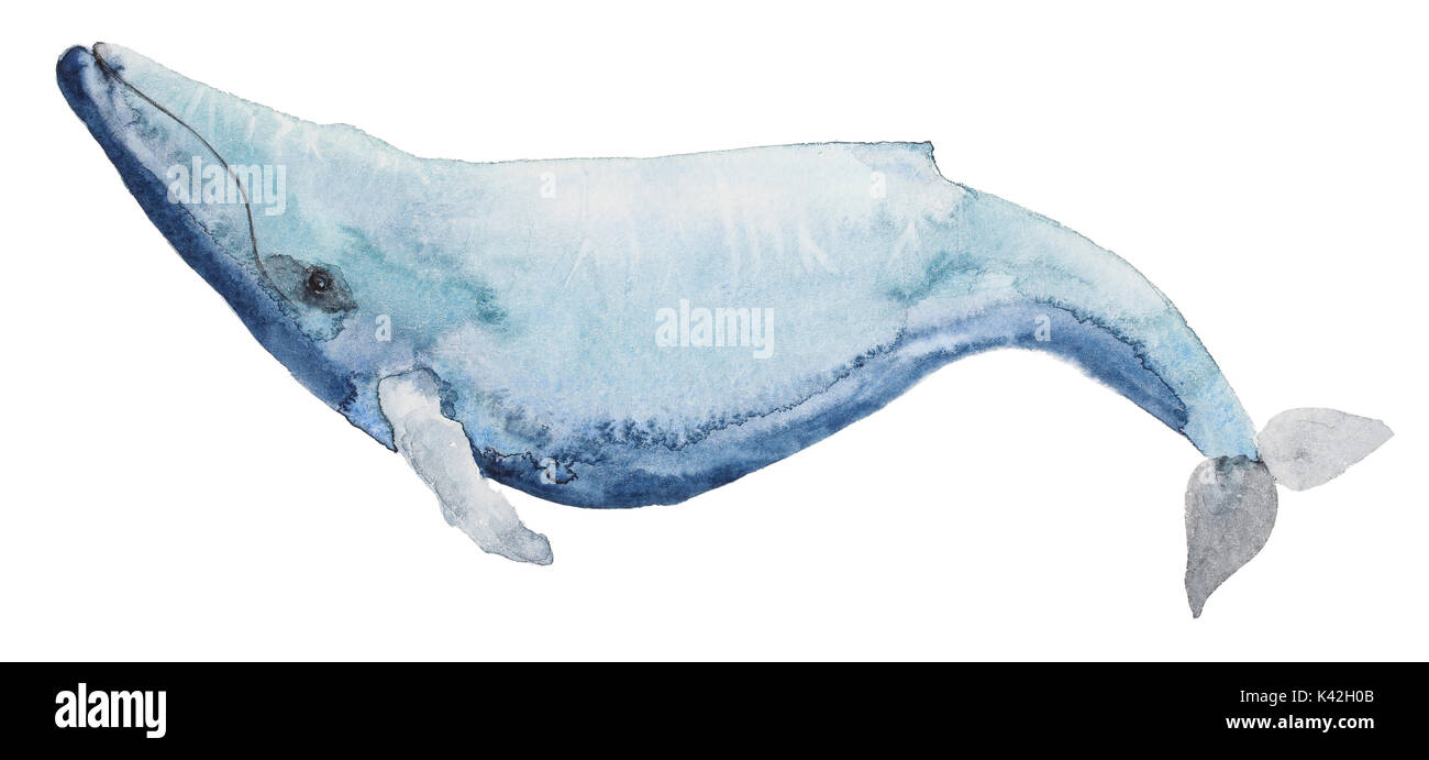 Acquerello balena blu Foto Stock