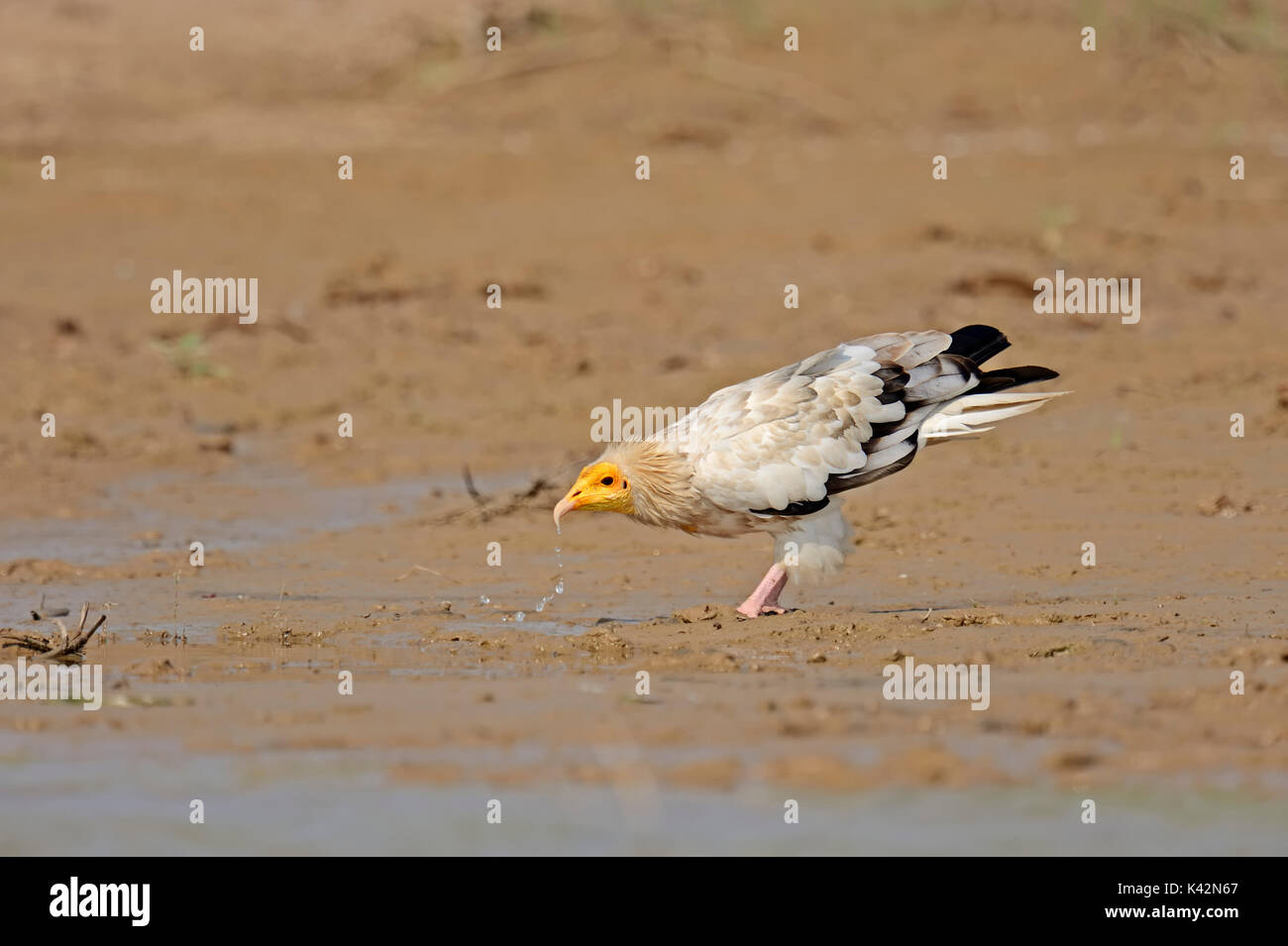 Avvoltoio Capovaccaio bere, Uttar Pradesh, India / (Neophron percnopterus) | Schmutzgeier, Uttar Pradesh, Indien / (Neophron percnopterus) Foto Stock