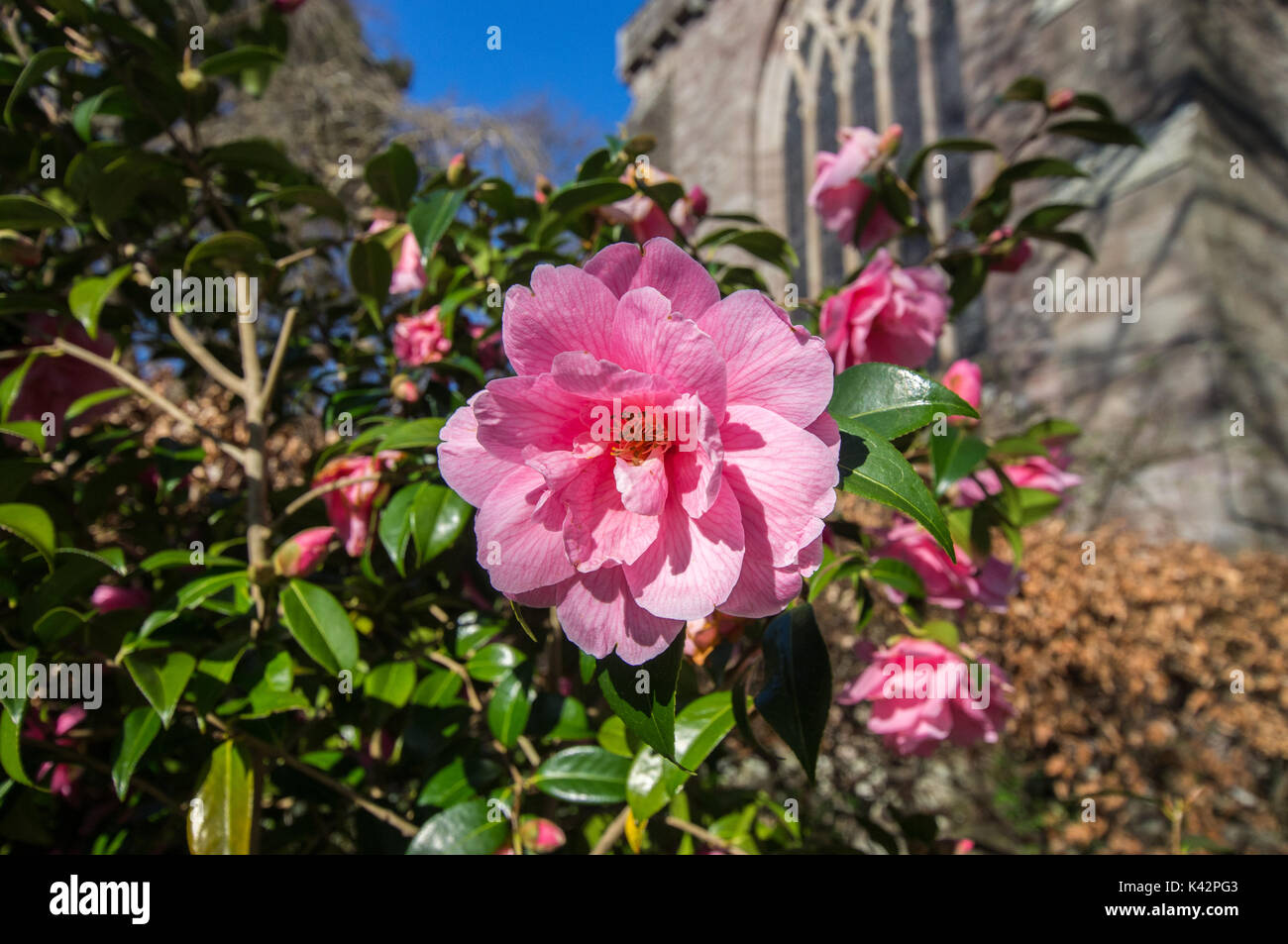 Rosa rosa selvatica con una chiesa in stile vittoriano in background Foto Stock