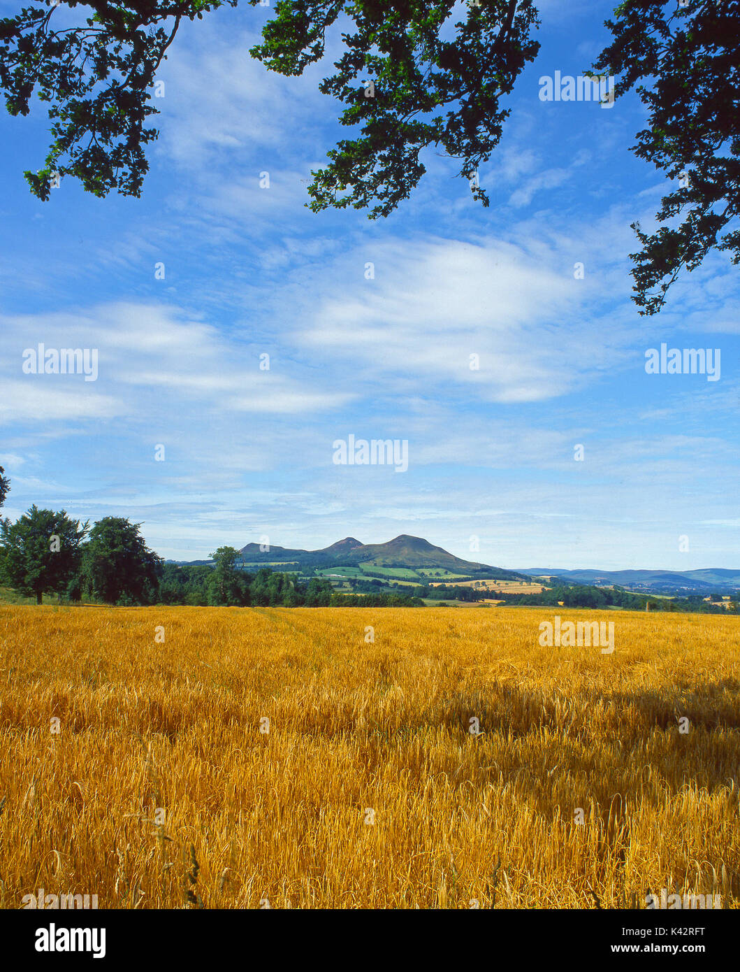 Attraverso i campi dorati verso Eildon Hills, Scottish Borders Foto Stock