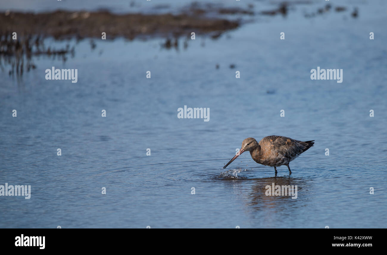 Nero-tailed godwit Foto Stock