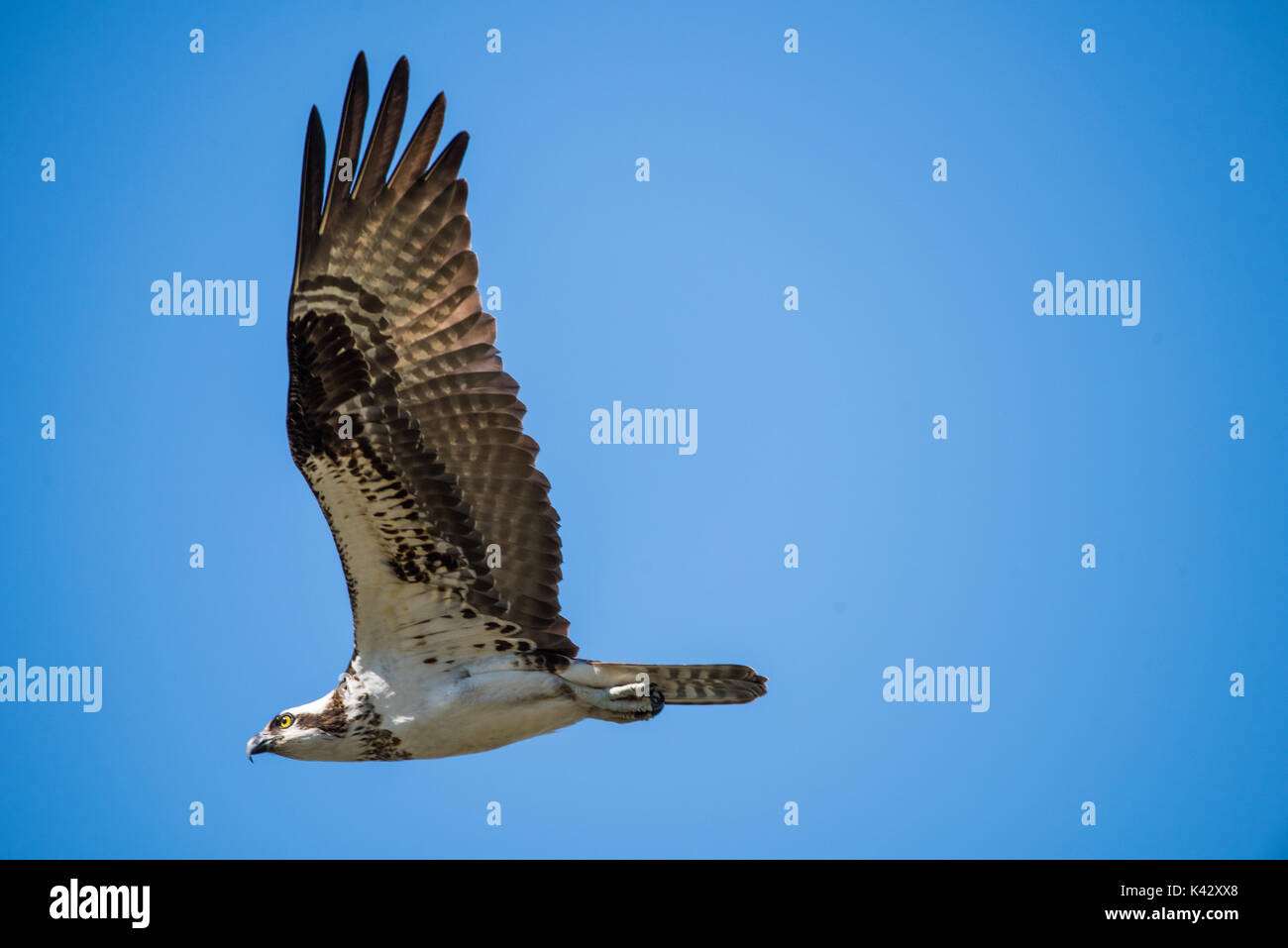 Osprey in volo (selvaggio) Foto Stock