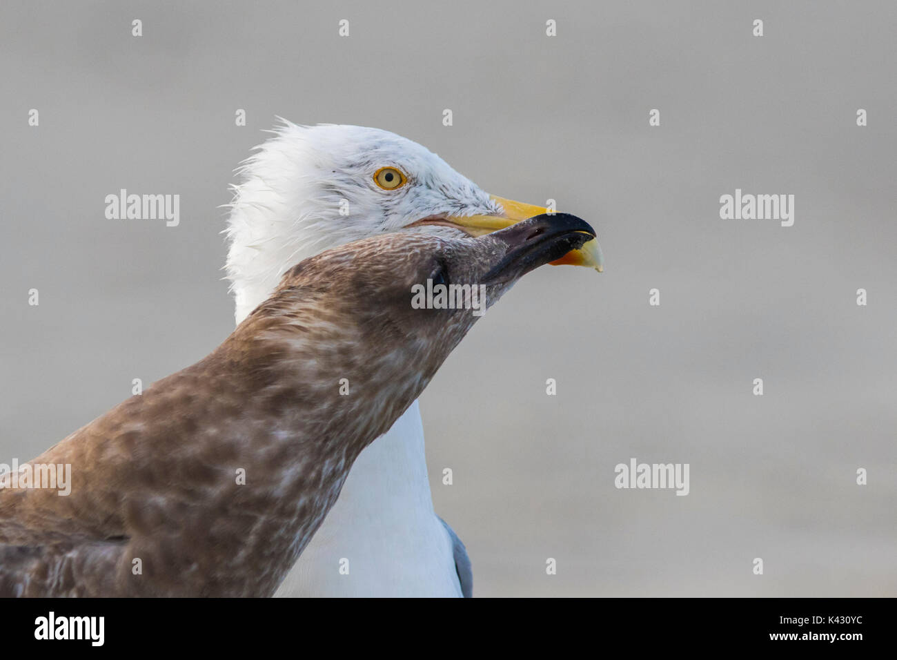 American aringa gabbiano o smithsonian gabbiano (larus smithsonianus o Larus argentatus smithsonianus) adulto alimentazione di pulcini con il granchio Foto Stock