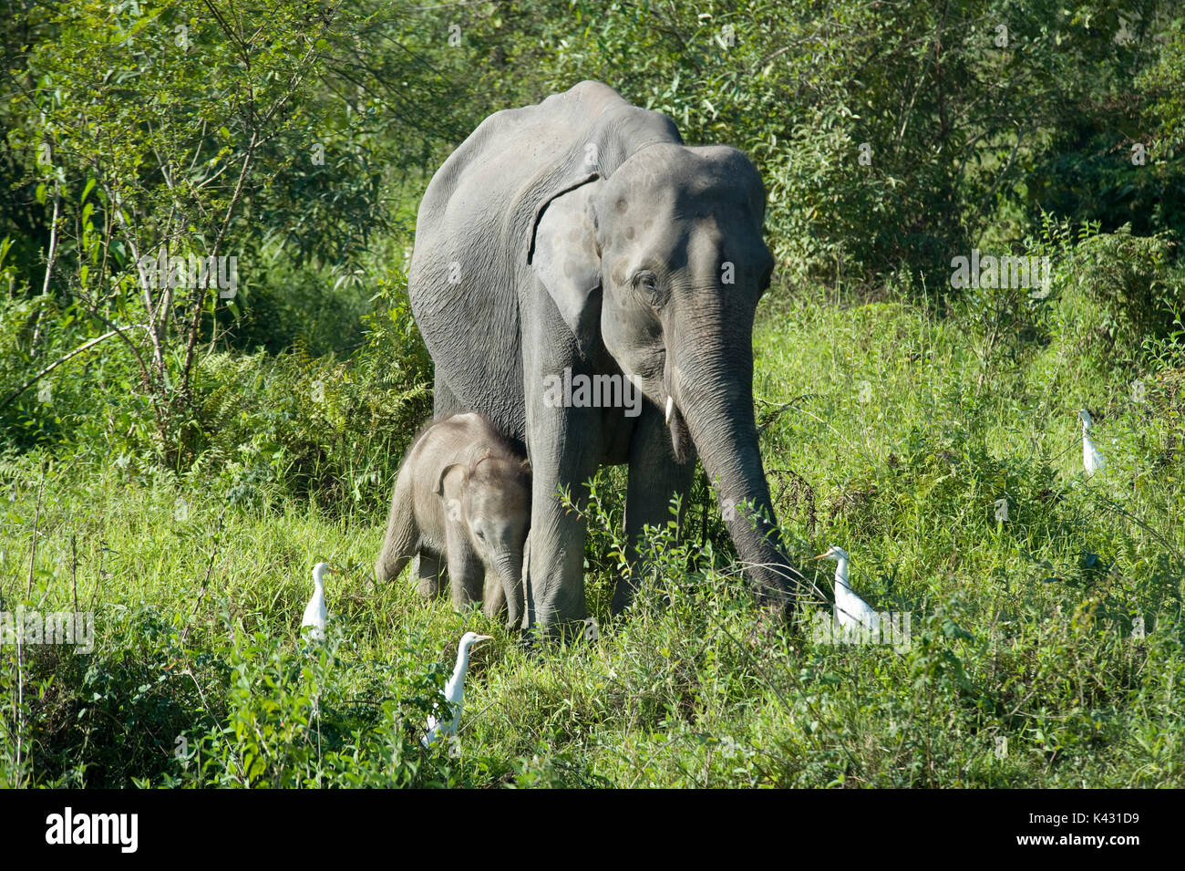 Femmina di elefante asiatico, Elephas maximus, con i giovani vitelli, il Parco Nazionale di Kaziranga, Assam, India, Patrimonio Mondiale & categoria IUCN II Sito, baby Foto Stock