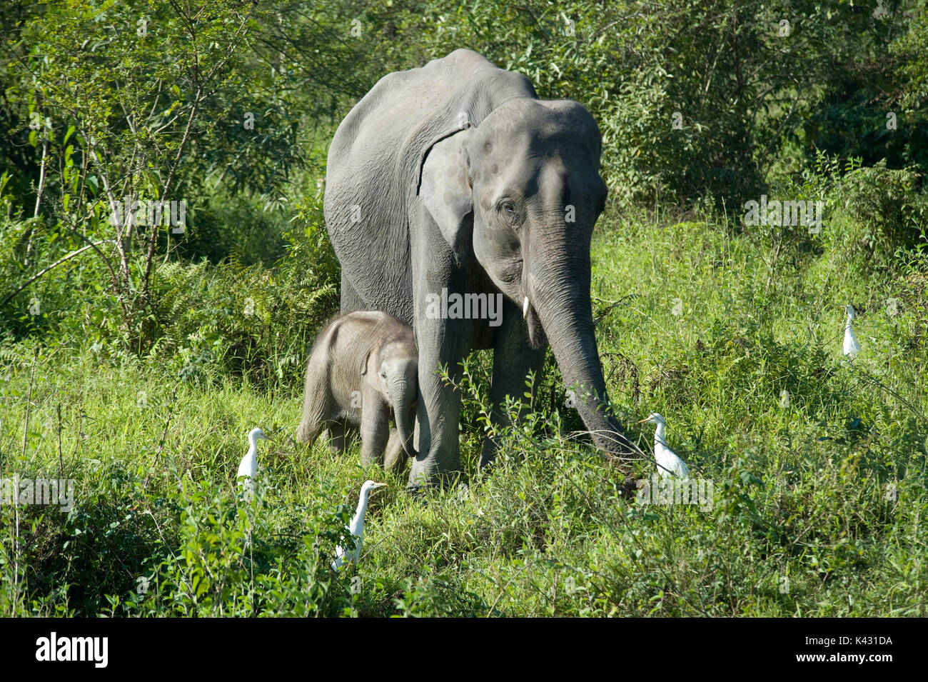 Femmina di elefante asiatico, Elephas maximus, con i giovani vitelli, il Parco Nazionale di Kaziranga, Assam, India, Patrimonio Mondiale & categoria IUCN II Sito, baby Foto Stock