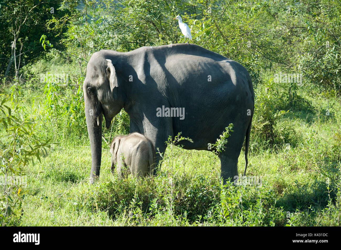 Femmina di elefante asiatico, Elephas maximus, con i giovani vitelli, il Parco Nazionale di Kaziranga, Assam, India, Patrimonio Mondiale & categoria IUCN II Sito, baby Foto Stock