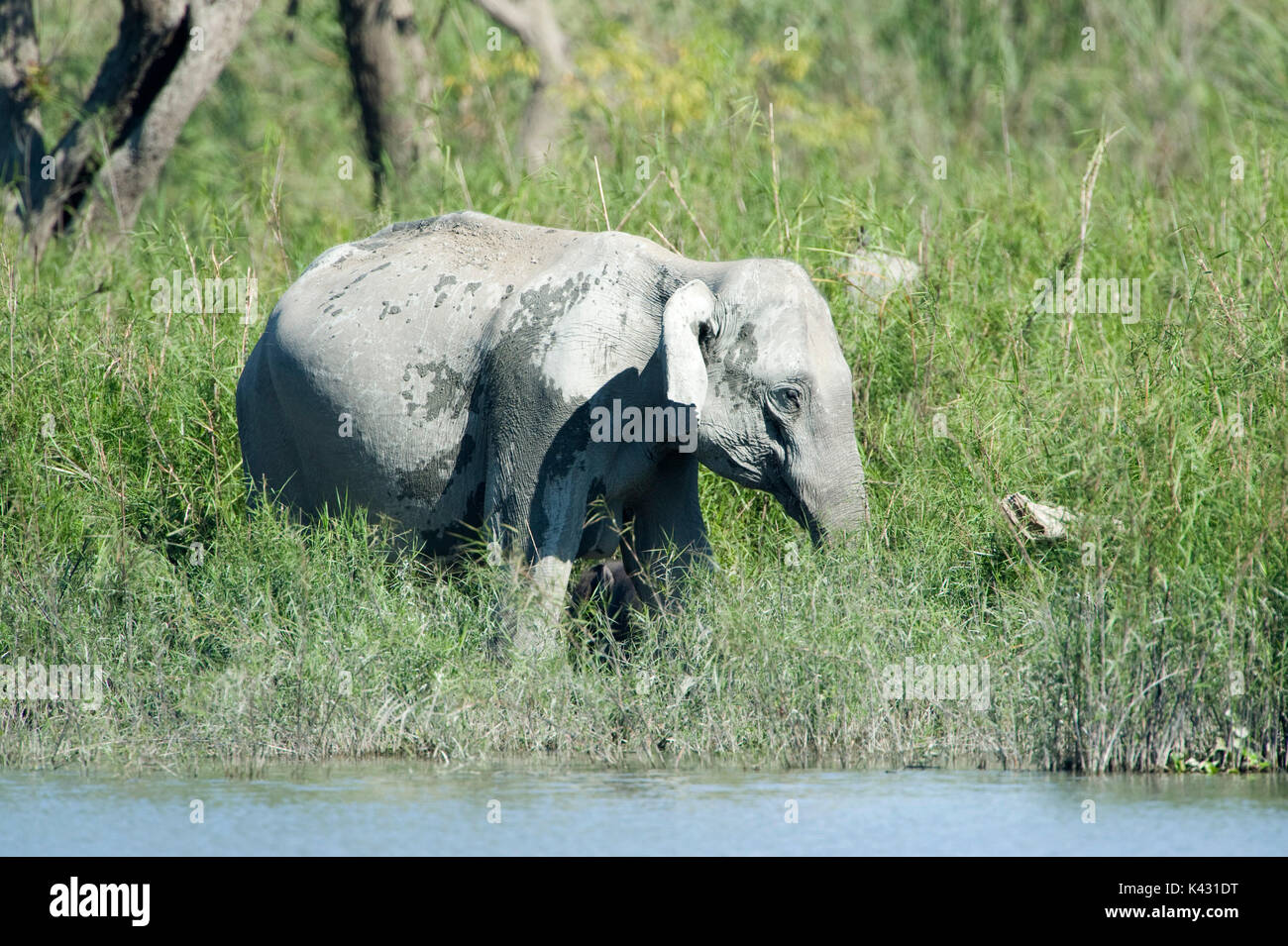 Elefante asiatico, Elephas maximus, adulto alimentazione su erba da River Edge, il Parco Nazionale di Kaziranga, Assam, India, Patrimonio Mondiale & categoria IUCN II Sito, Foto Stock
