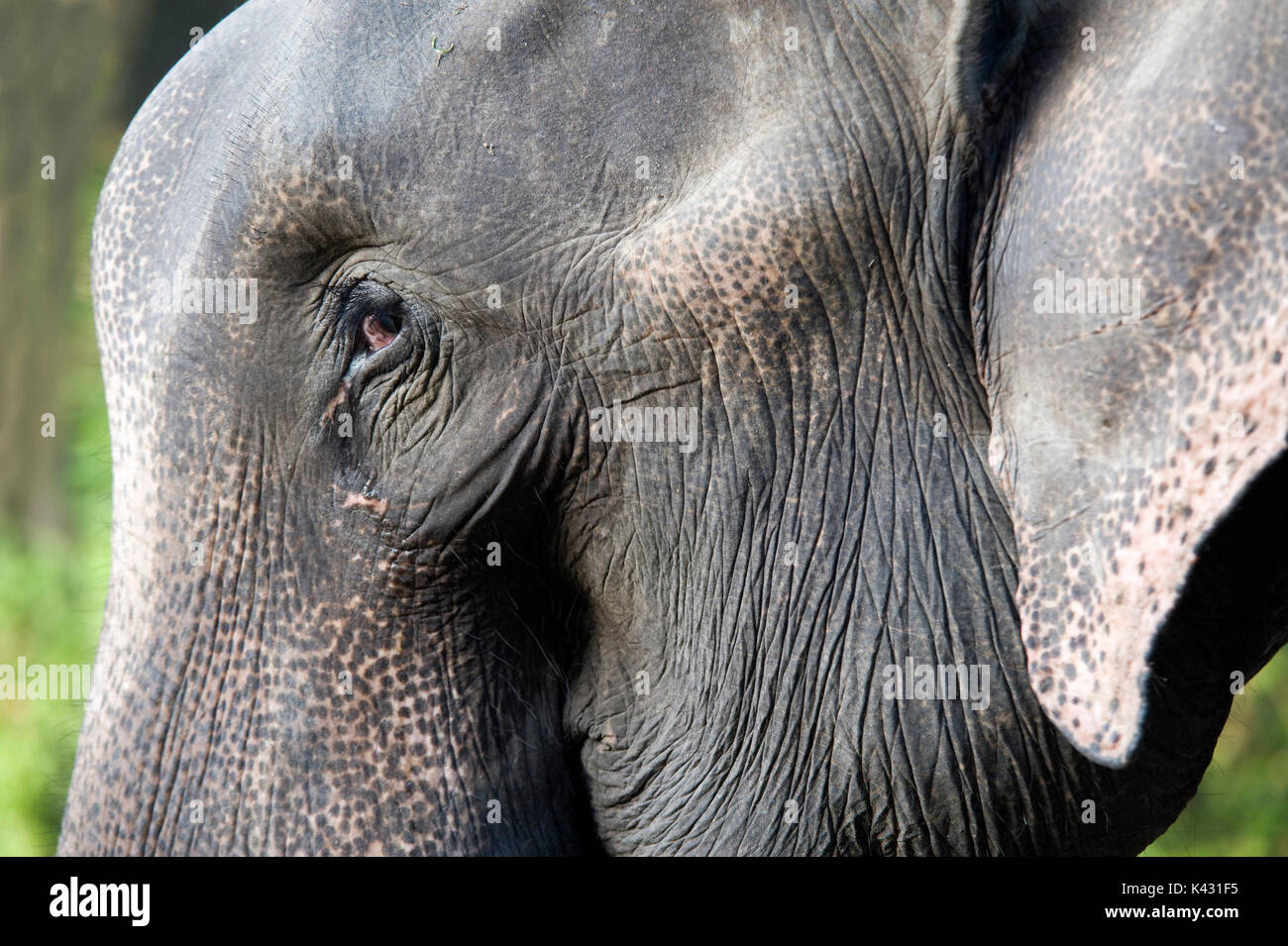 Elefante asiatico, Elephas maximus, il Parco Nazionale di Kaziranga, Assam, India, Patrimonio Mondiale & categoria IUCN II Sito, domestici, face, ritratto, occhio Foto Stock
