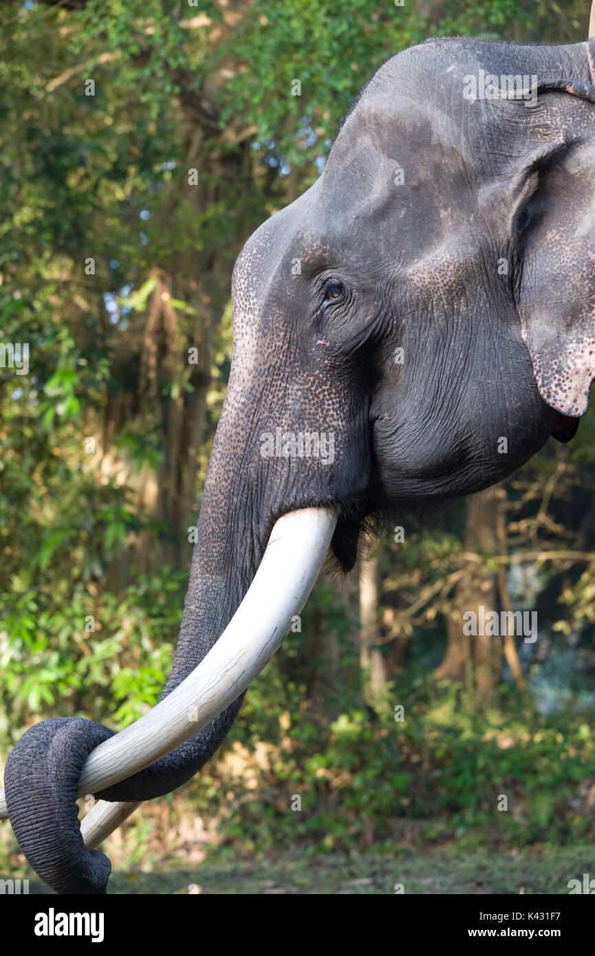 Elefante asiatico, Elephas maximus, il Parco Nazionale di Kaziranga, Assam, India, Patrimonio Mondiale & categoria IUCN II Sito, domestici, face, ritratto, occhio, appoggiato Foto Stock