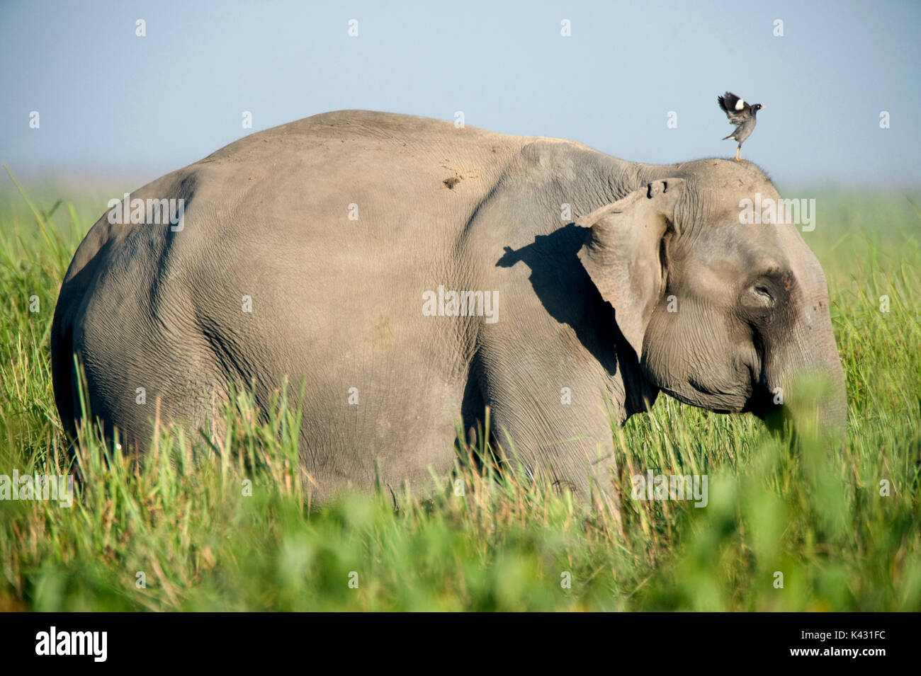 Elefante asiatico, Elephas maximus, adulto alimentando in erba lunga, il Parco Nazionale di Kaziranga, Assam, India, Patrimonio Mondiale & categoria IUCN II Sito, Foto Stock