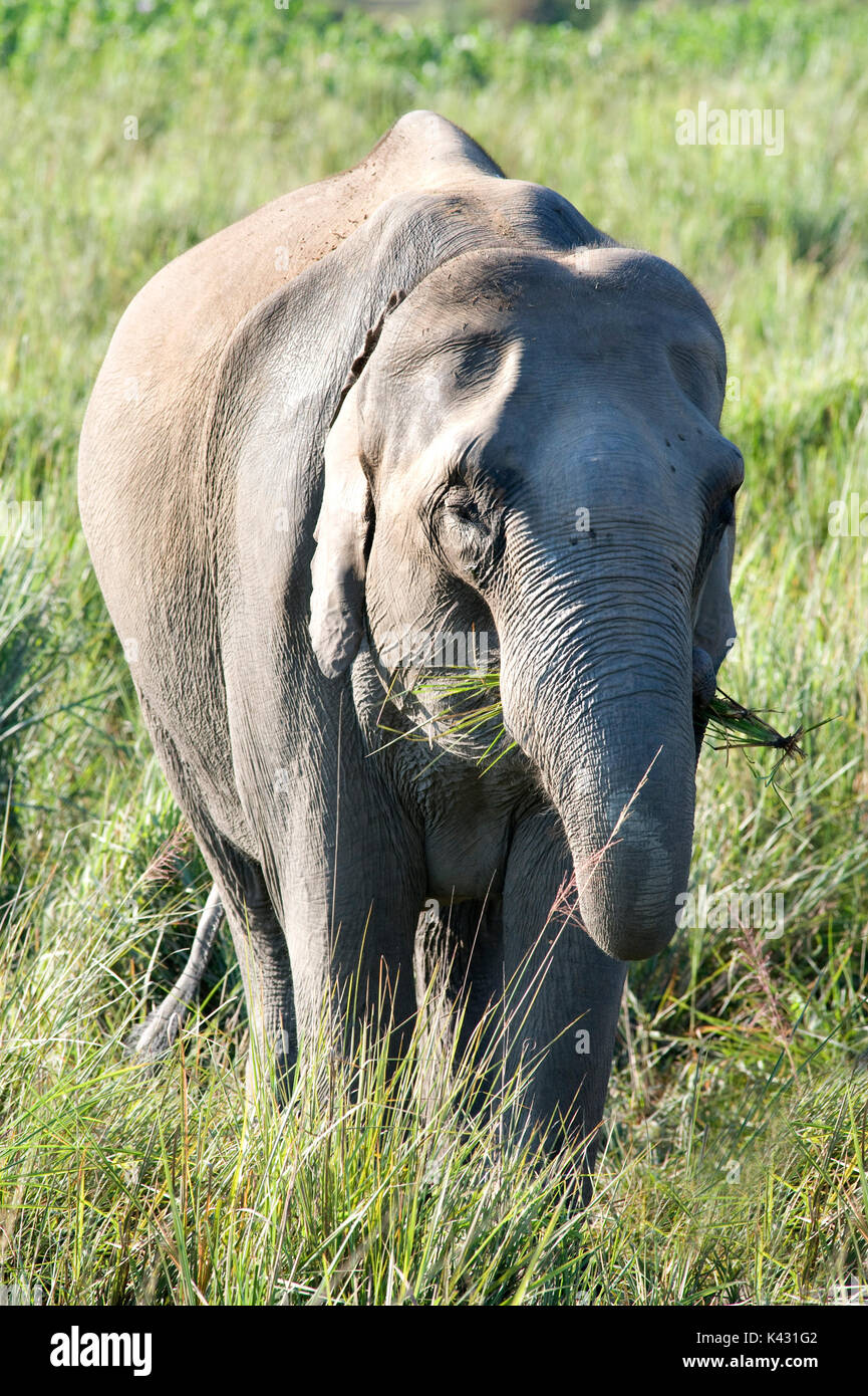 Elefante asiatico, Elephas maximus, adulto alimentando in erba lunga, il Parco Nazionale di Kaziranga, Assam, India, Patrimonio Mondiale & categoria IUCN II Sito, Foto Stock