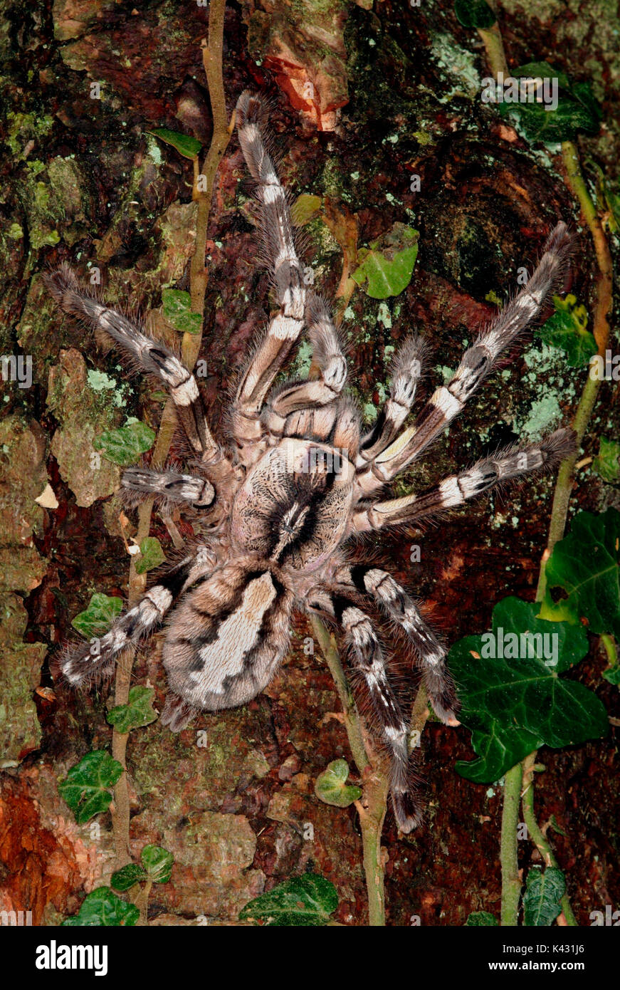 Indiano ragno ornamentali, Poecilotheria regalis, sulla struttura, più grande del mondo albero dimora Tarantola Foto Stock