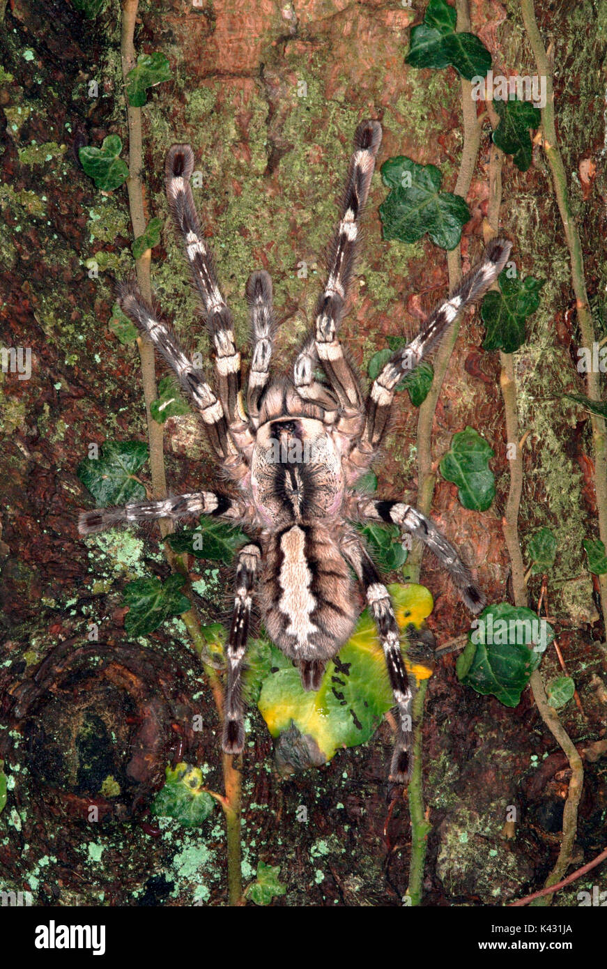 Indiano ragno ornamentali, Poecilotheria regalis, sulla struttura, più grande del mondo albero dimora Tarantola Foto Stock