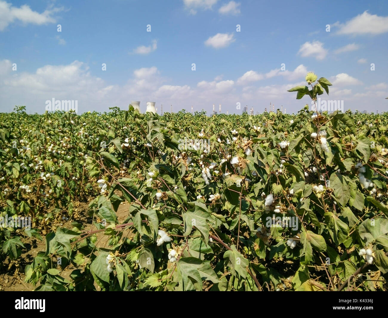 Arbusto di cotone (Gossypium) fotografato in Israele Baia di Haifa Foto Stock