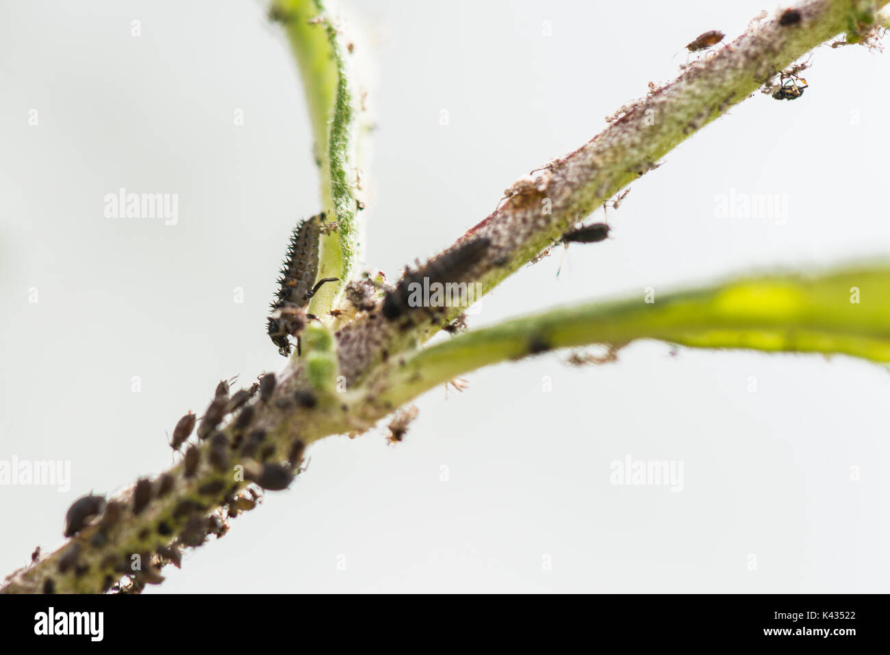 Ladybird larve e blackfly su un Buddleia Foto Stock