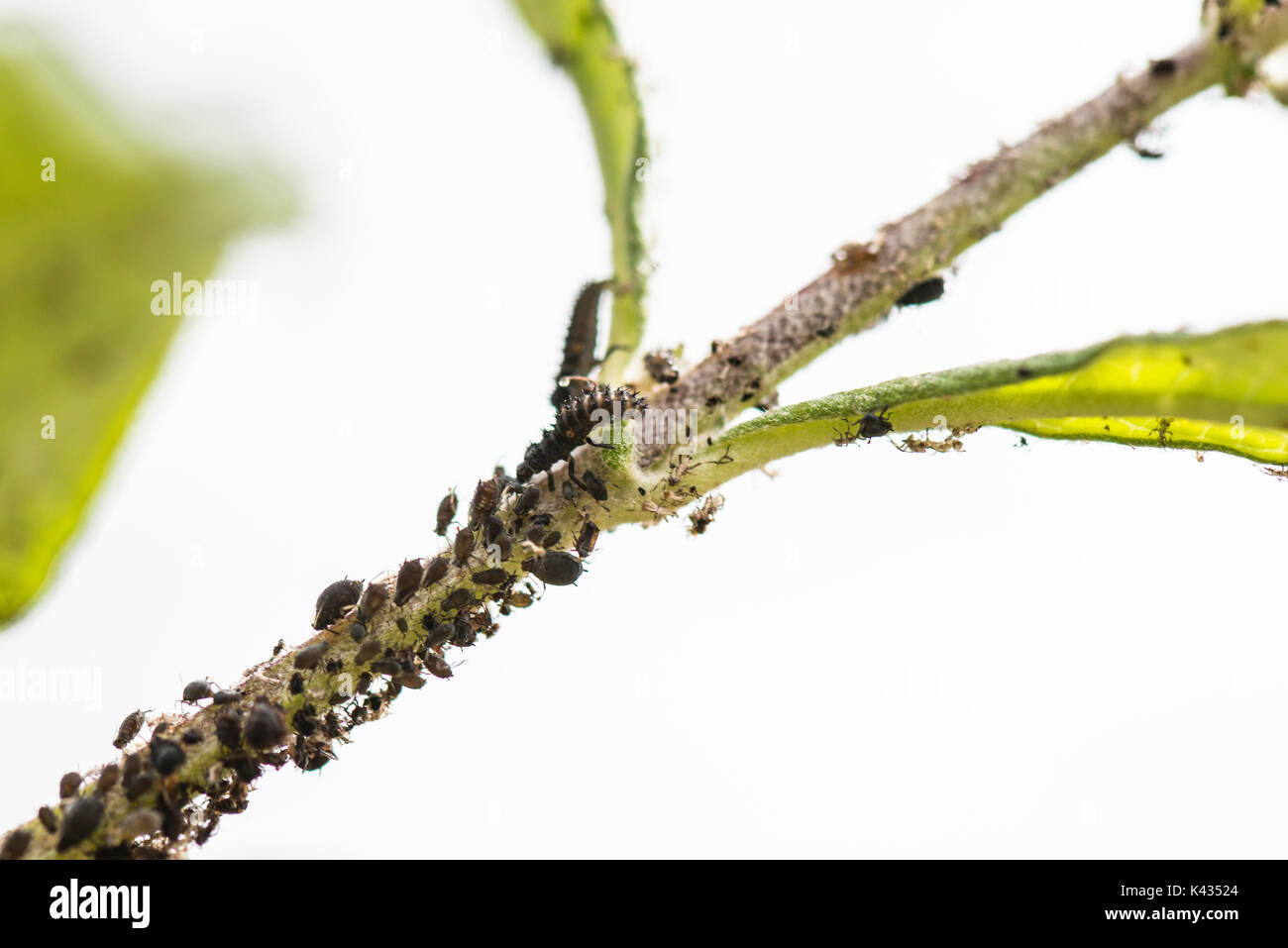 Ladybird larve e blackfly su un Buddleia Foto Stock