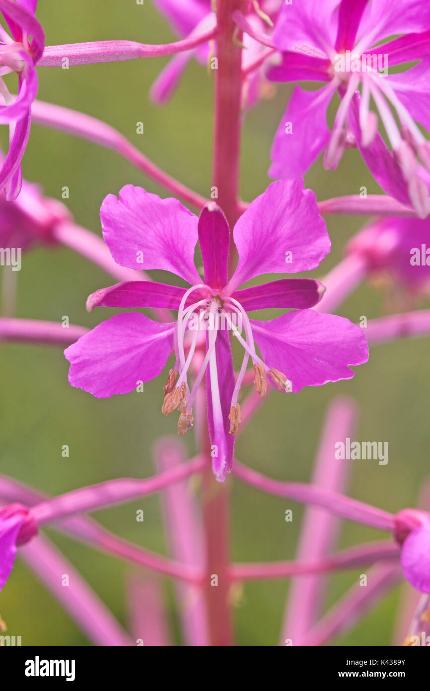 Rosebay willowherb (epilobium angustifolium) Foto Stock