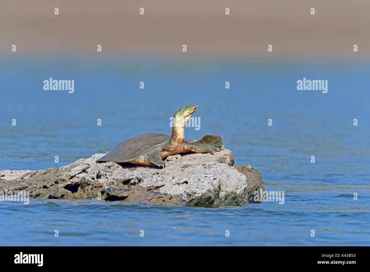 Gange Soft-decorticati Turtle giacente su pietra nel fiume, Uttar Pradesh, India / (Nilssonia gangetica) | Ganges-Weichschildkroete, Uttar Pradesh, Indien Foto Stock