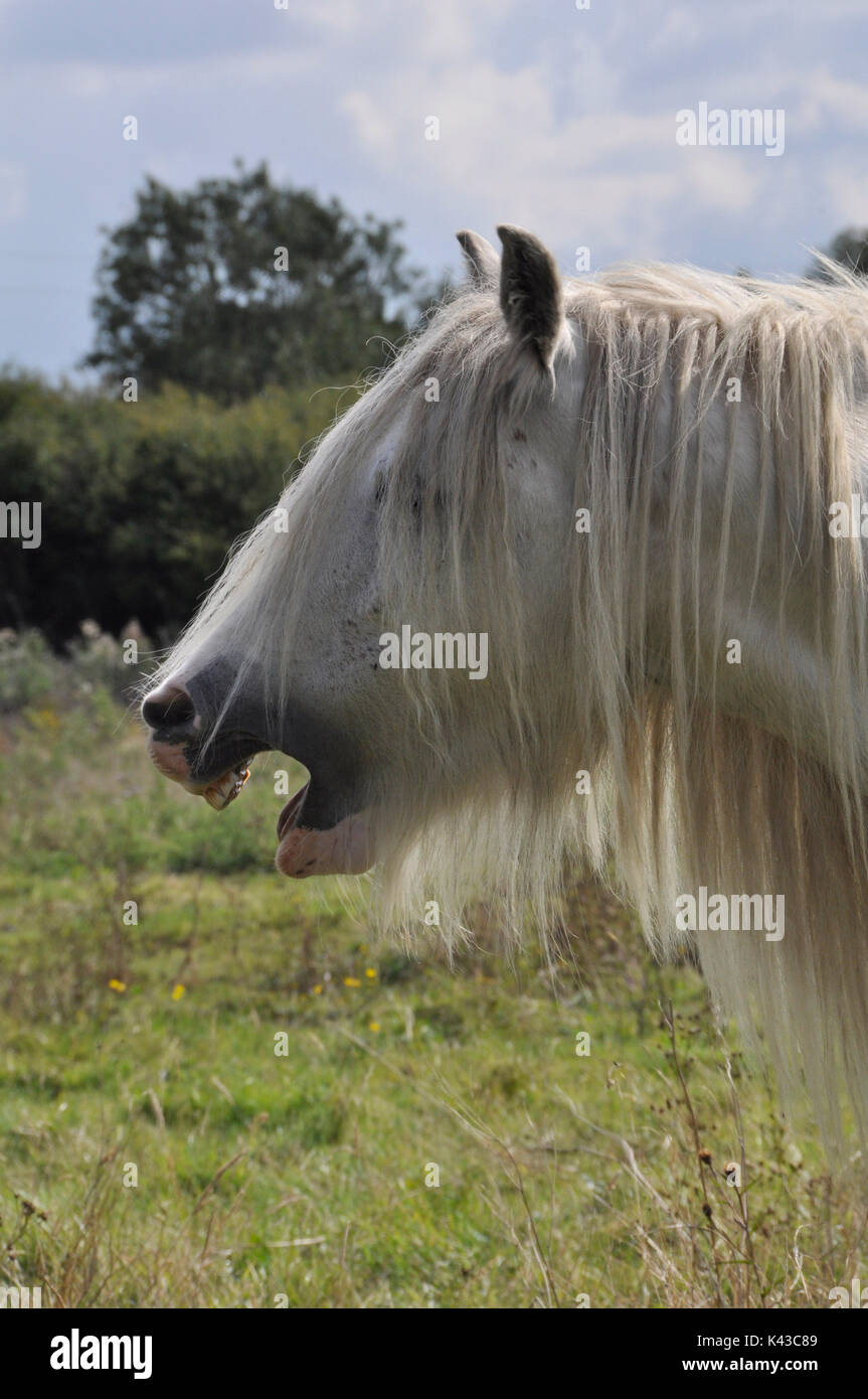 Profilo del cavallo con la bocca aperta che mostra i denti Foto Stock