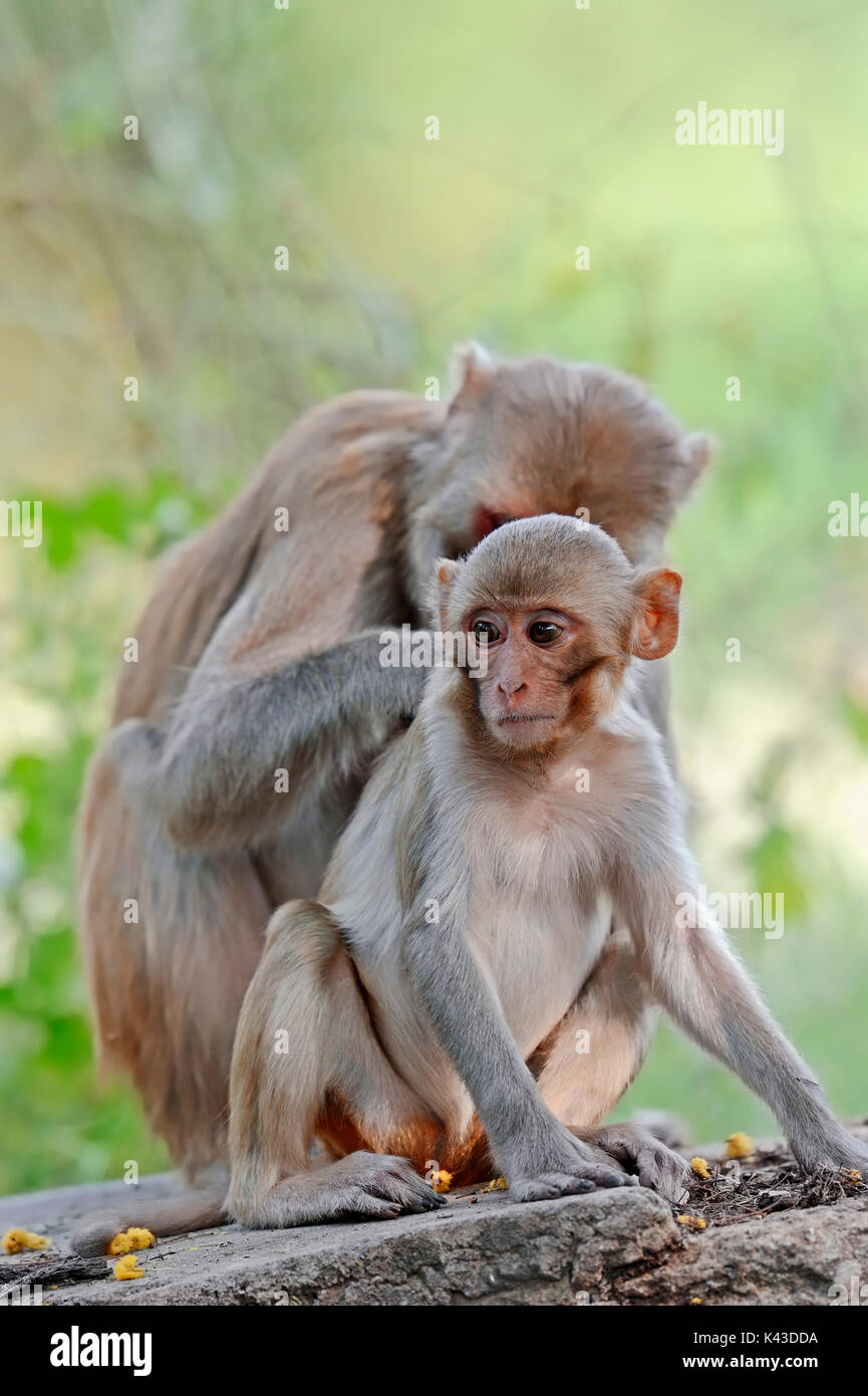 Scimmia Rhesus, femmina con giovani, Keoladeo Ghana national park, Rajasthan, India / (macaca mulatta) | Rhesusaffe, Weibchen mit Jungtier Foto Stock