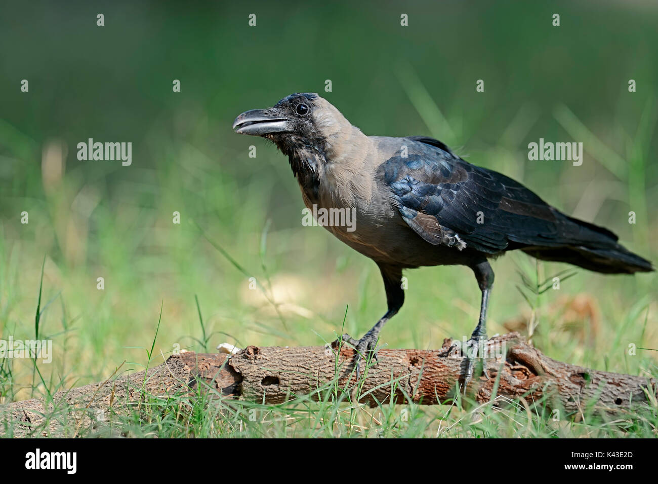 Casa Crow, Keoladeo Ghana national park, Rajasthan, India / (Corvus splendens) | Glanzkraehe, Keoladeo Ghana Nationalpark, Rajasthan, Indien Foto Stock