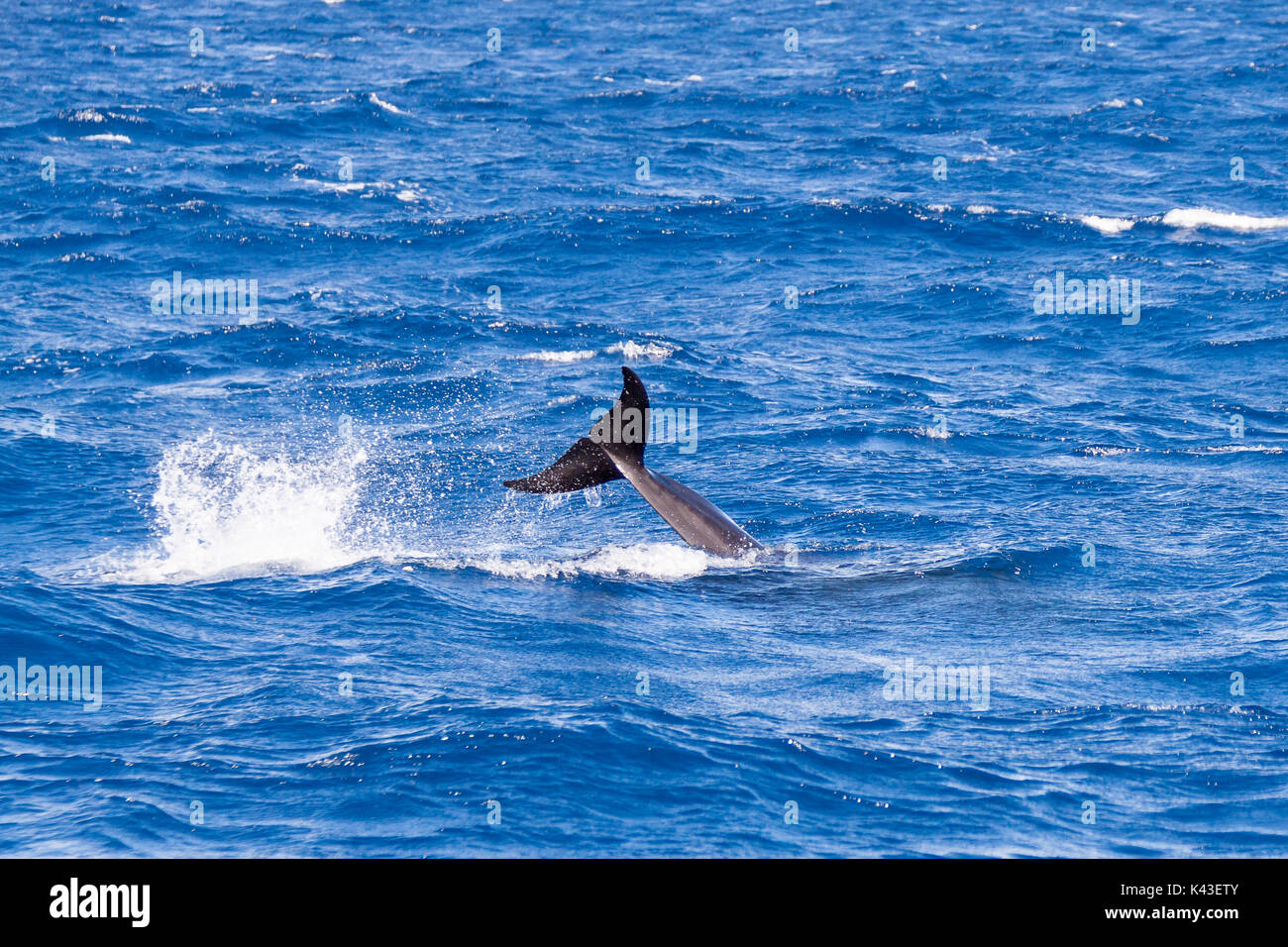 Falso Killer Whale Jumping vicino a Sao Miguel, Azzorre, Portogallo Foto Stock
