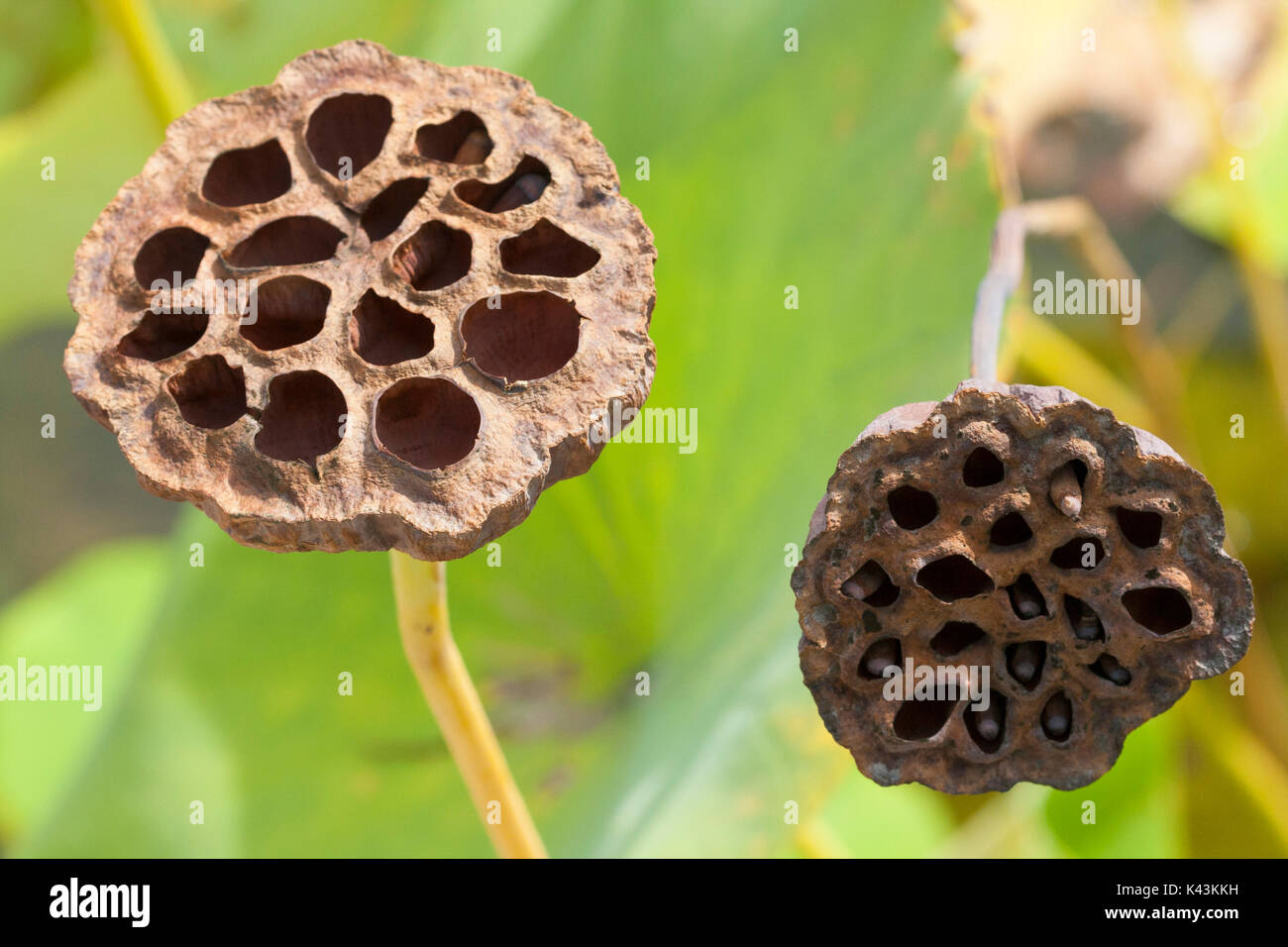 La pianta di loto Foto Stock