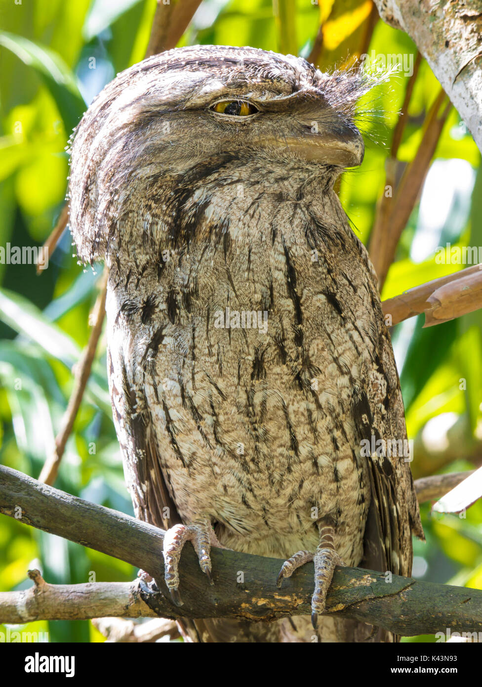 Il Tawny Frogmouth (Podargus strigoides) è un australiano specie di frogmouth, un tipo di uccello trovato in tutto il continente australiano, in Tasmania e Foto Stock
