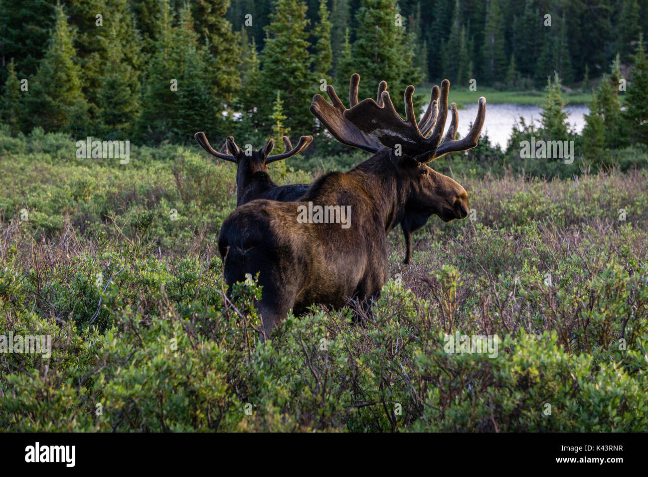 Brainard lago Recreation Area, Ward, colorado. Foto Stock