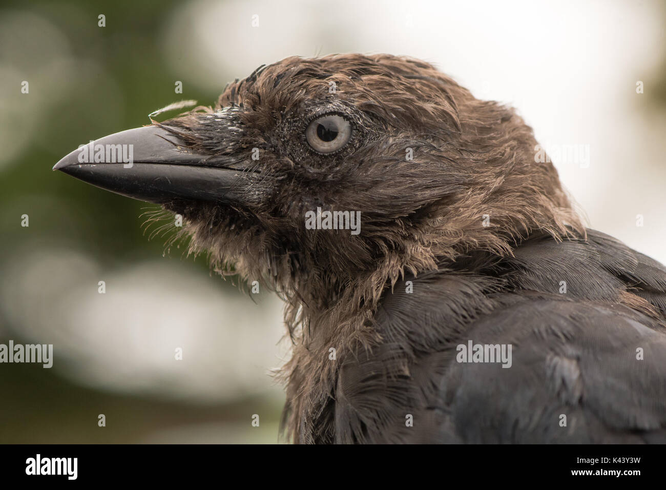 Taccola (Corvus monedula) in prossimità della testa nel profilo. Il novellame di uccello del corvo (Famiglia Corvidae) apparendo trasandato prima del piumaggio completamente matura Foto Stock