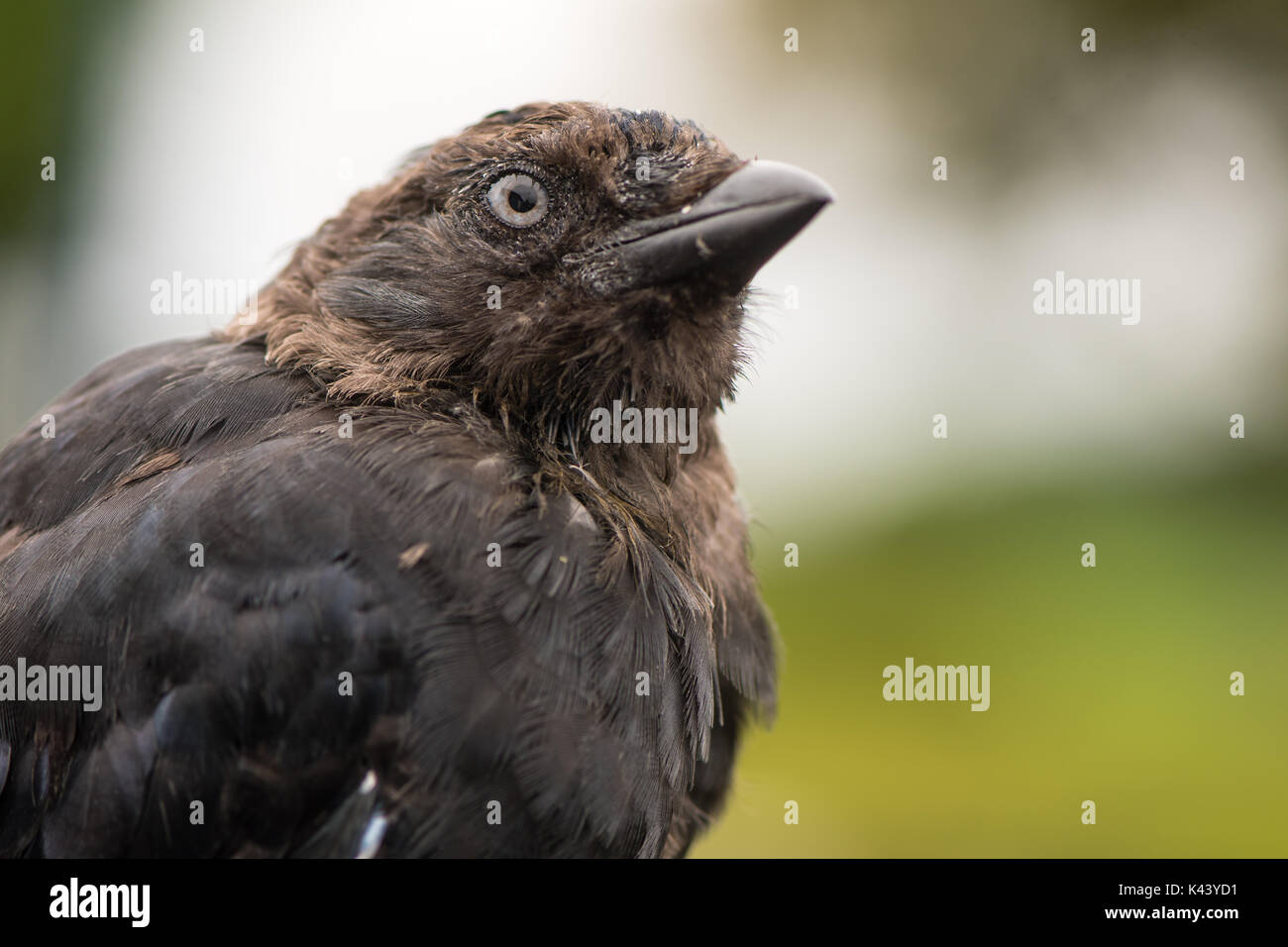 Taccola (Corvus monedula) vicino fino alla testa. Il novellame di uccello del corvo (Famiglia Corvidae) apparendo trasandato prima del piumaggio completamente matura Foto Stock