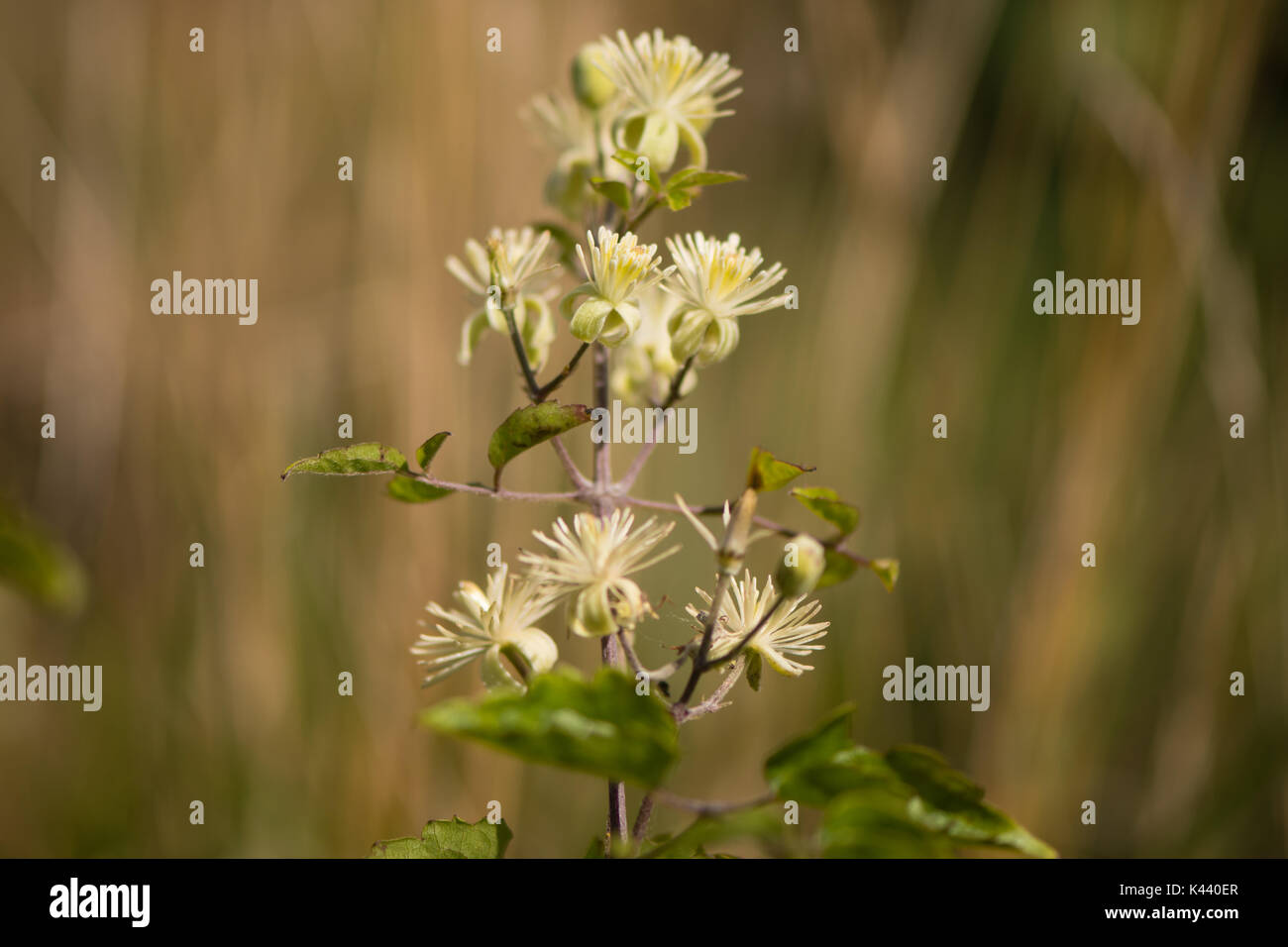 Il viaggiatore-gioia (Clematis vitalba) fiori. Arbusto di arrampicata in il ranuncolo famiglia (Ranunculaceae), cuscinetto attraente fiori bianchi Foto Stock