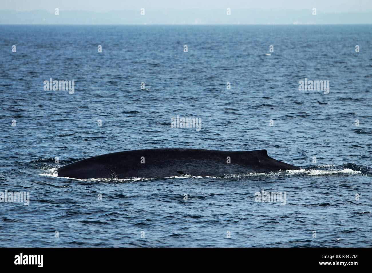 Una balena blu emergenti durante un whale watching tour in Sri Lanka Foto Stock