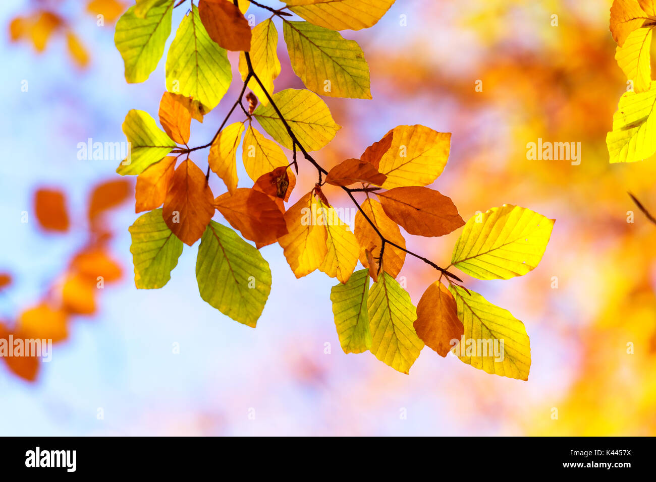 Foglie di autunno in foresta closeup Foto Stock