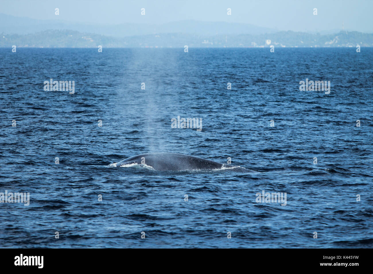 Una balena blu soffiando acqua durante un whale watching tour in Sri Lanka Foto Stock