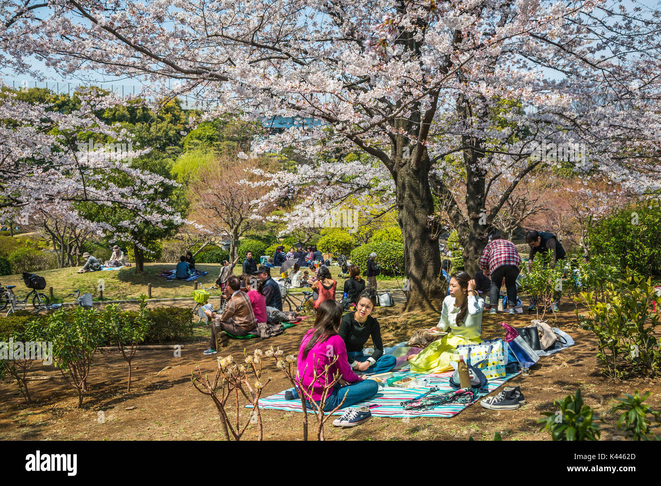 Il popolo giapponese avente un picnic sotto la fioritura dei ciliegi alberi nel Parco Sumida, Asakusa, Tokyo, Giappone, Asia. Foto Stock