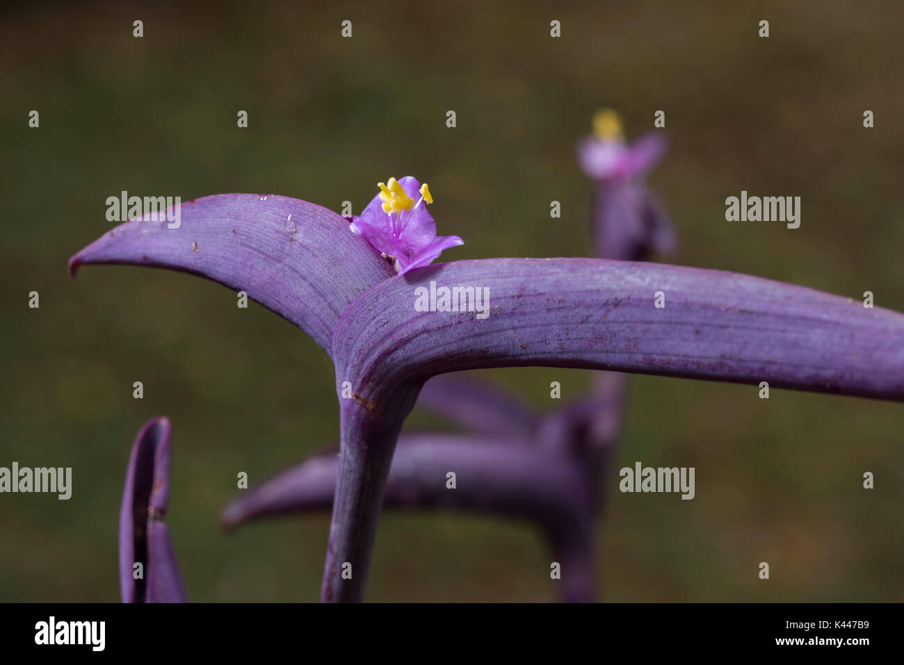 Cuore viola o Setcresea (tradescantia pallida purpurea) closeup del fiore Foto Stock