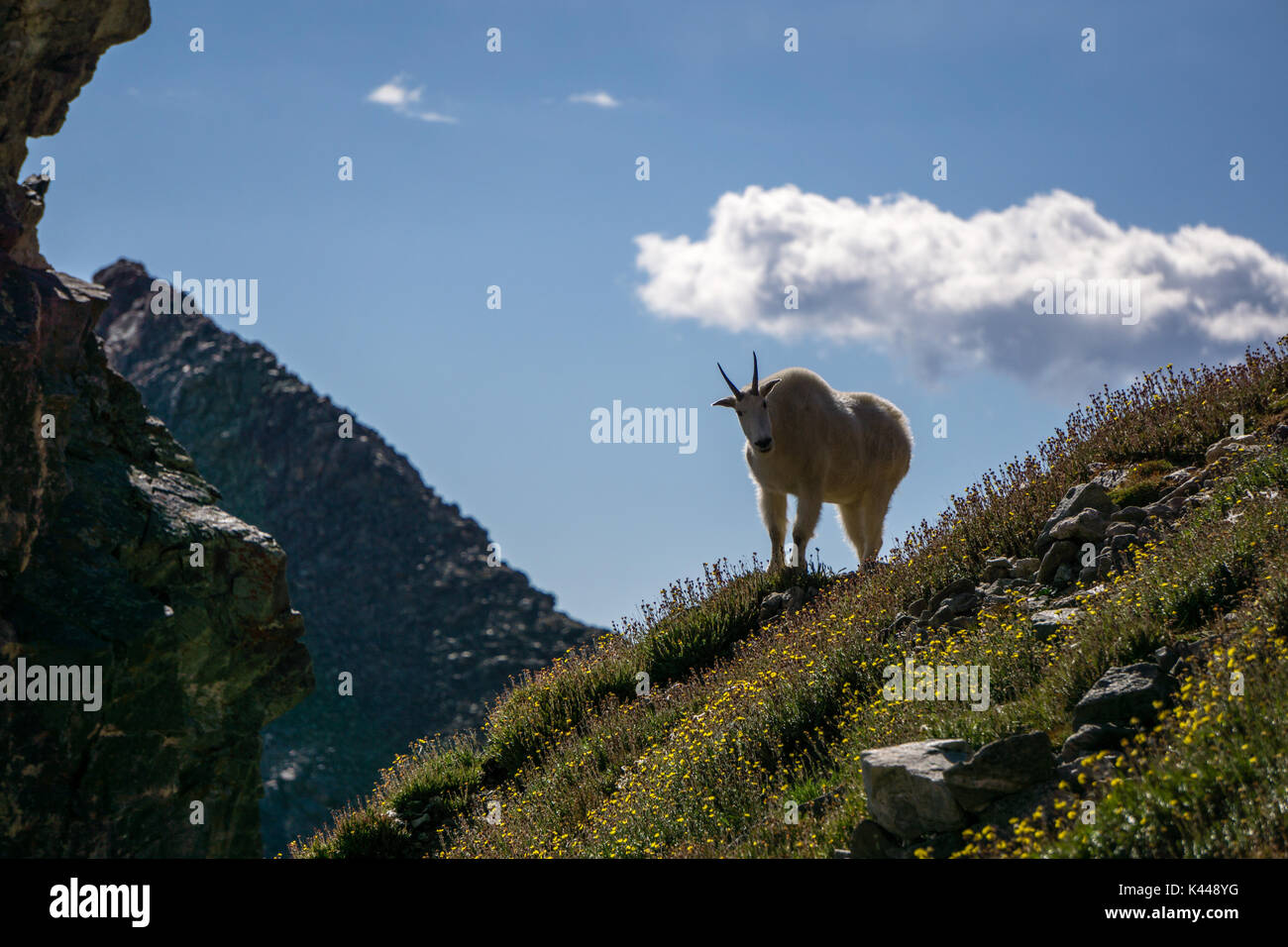 Una madre capre di montagna su Grays Peak, Colorado. Foto Stock