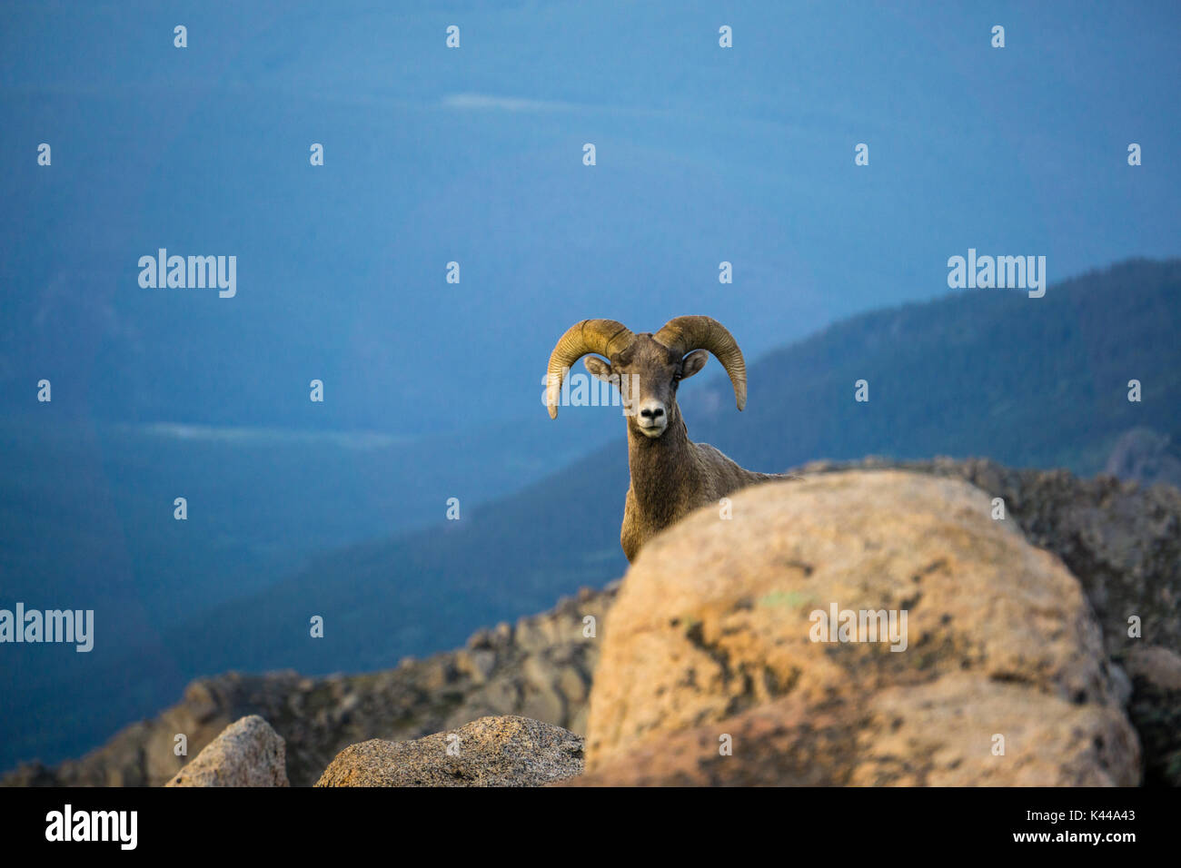 Staring contest con una montagna rocciosa di Ram. Foto Stock