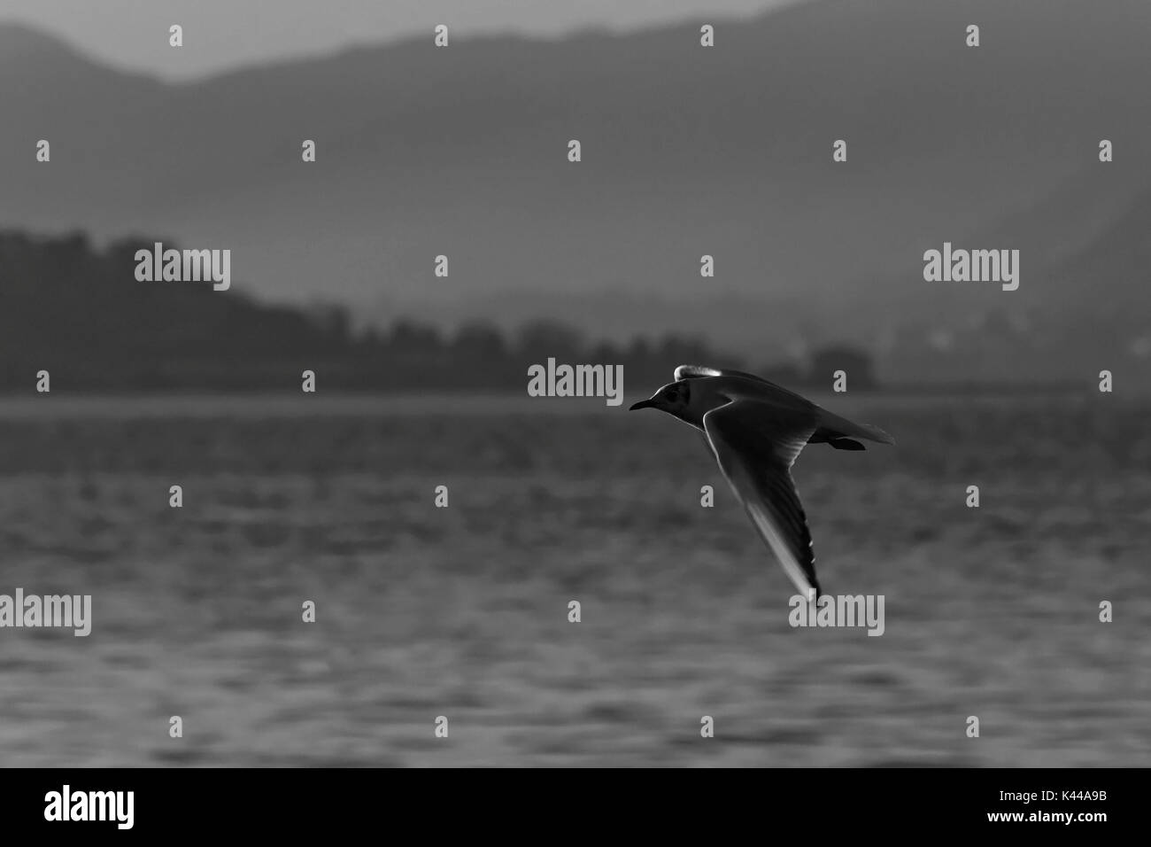 L'Europa, Italia, Lombardia, Brescia district, lago d'Iseo. Seagull in bianco e nero. Foto Stock