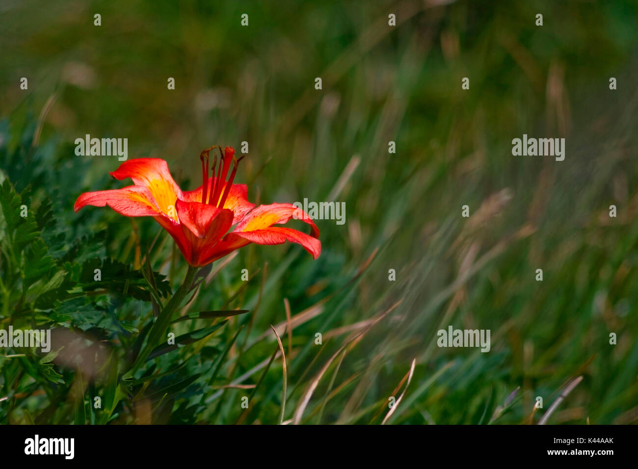 Giglio rosso (Lilium bulbiferum) viene anche chiamato il giglio di San Giovanni in quanto fiorisce a fine giugno. Cesce wild sui pendii erbosi delle montagne e sunny italiano; esso si trova a radure, sul bordo dei boschi e dei pascoli subalpini da 500 a 1800 m. Foto Stock