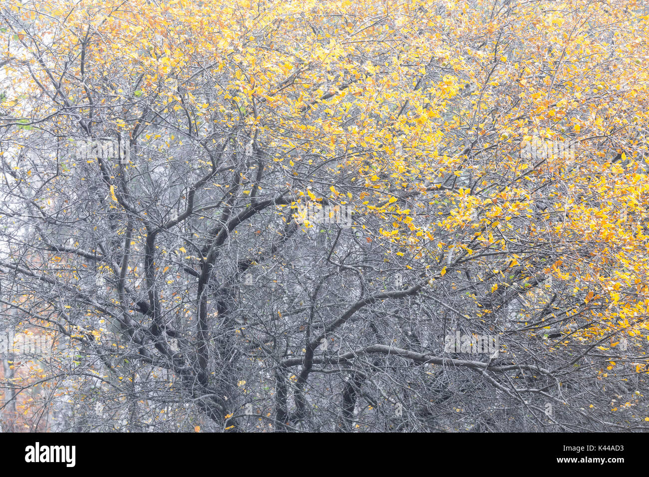 Parco Nazionale della Sila, Sila, Buturo, Catanzaro, Calabria, Italia Alberi colorati nel Parco Nazionale della Sila Foto Stock