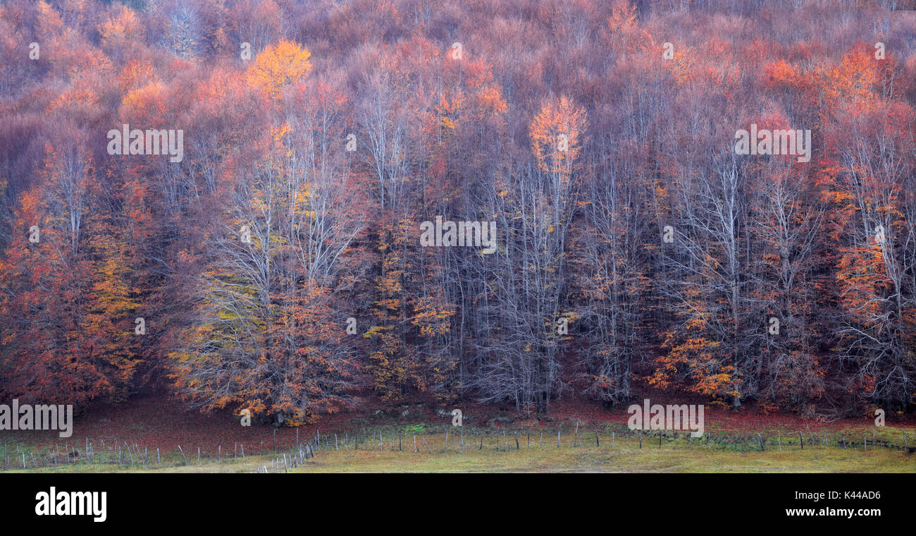 Parco Nazionale della Sila, Sila, Crotone, Calabria, Italia. Alberi sfrondato di foglie di autunno Foto Stock